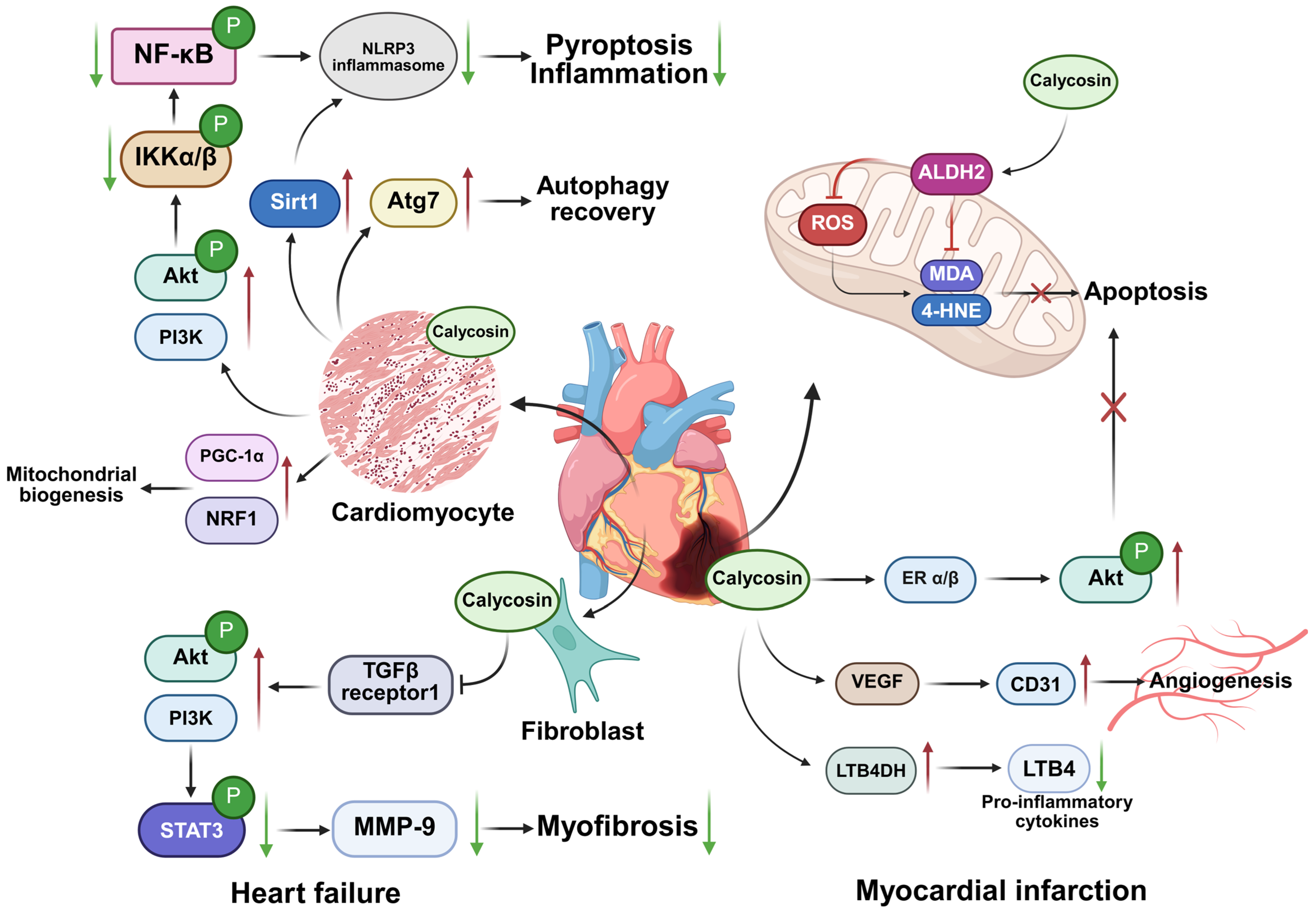 Biomolecules 15 01643 g003