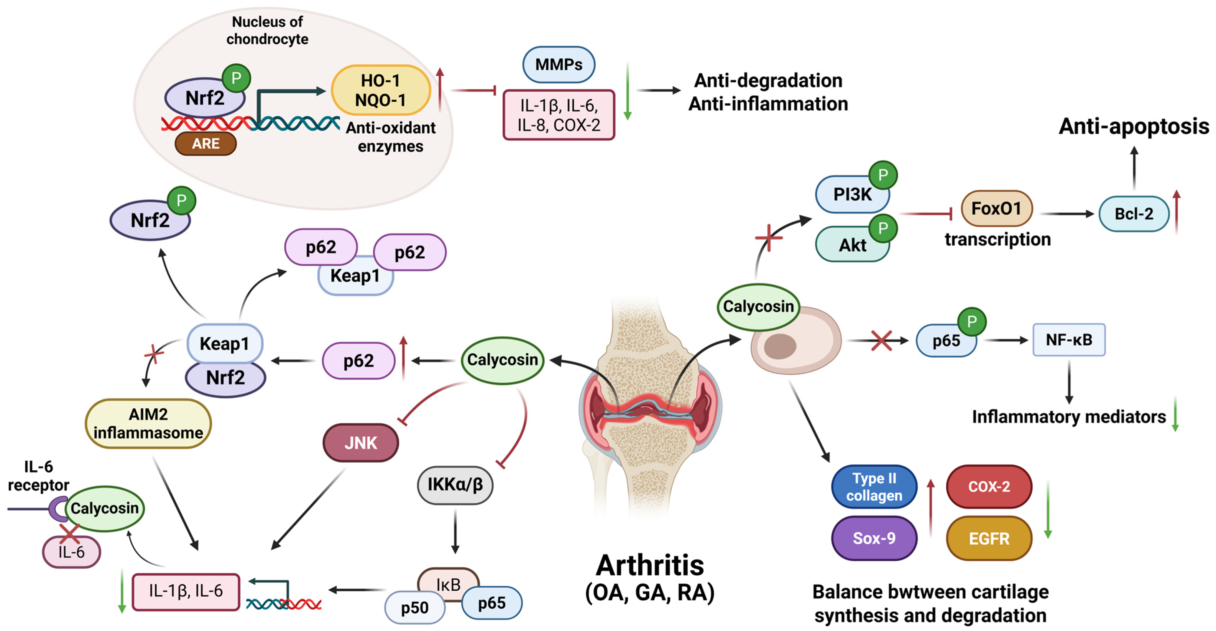 Biomolecules 15 01643 g004