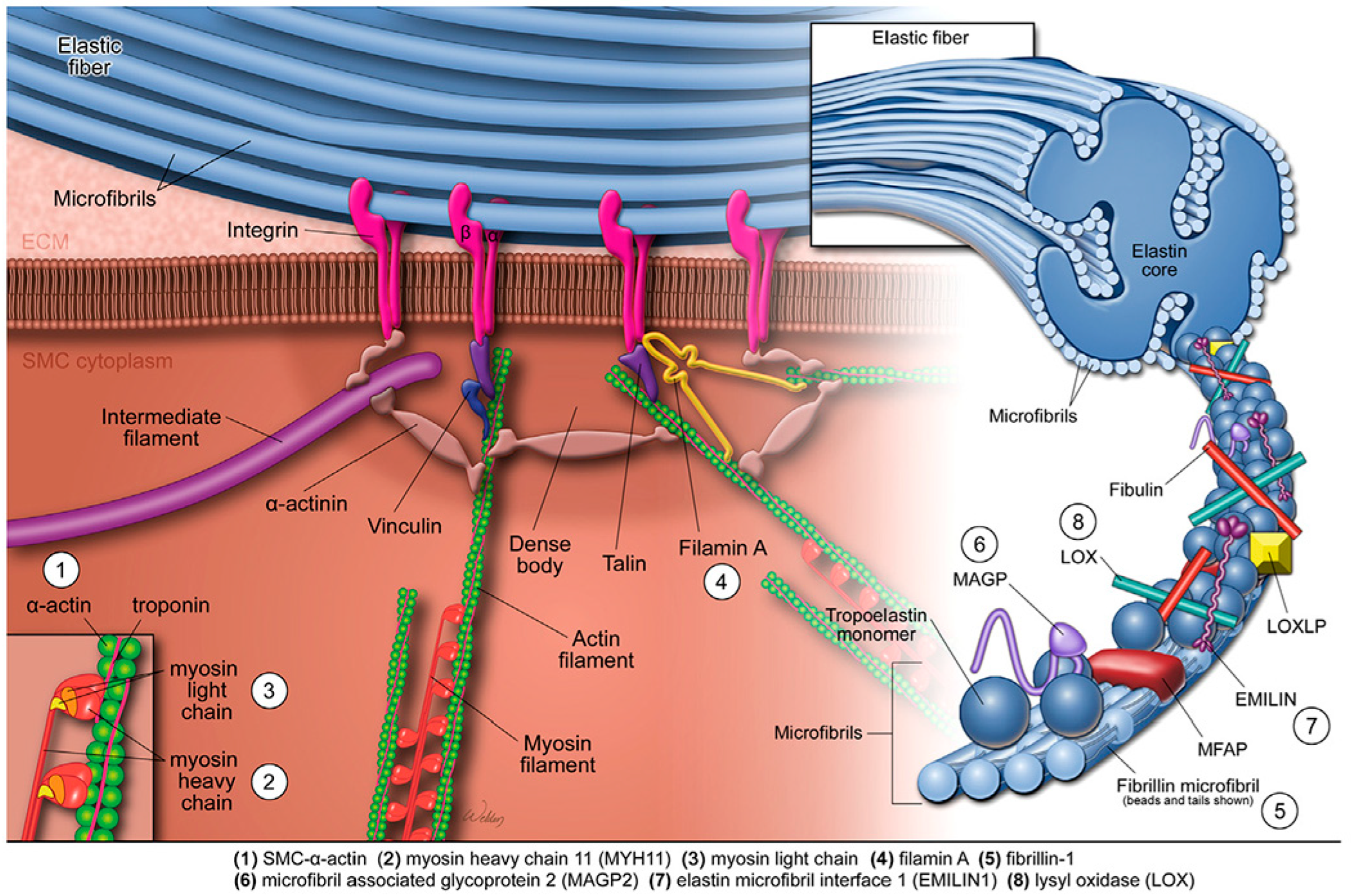 Biomolecules 15 01654 g001