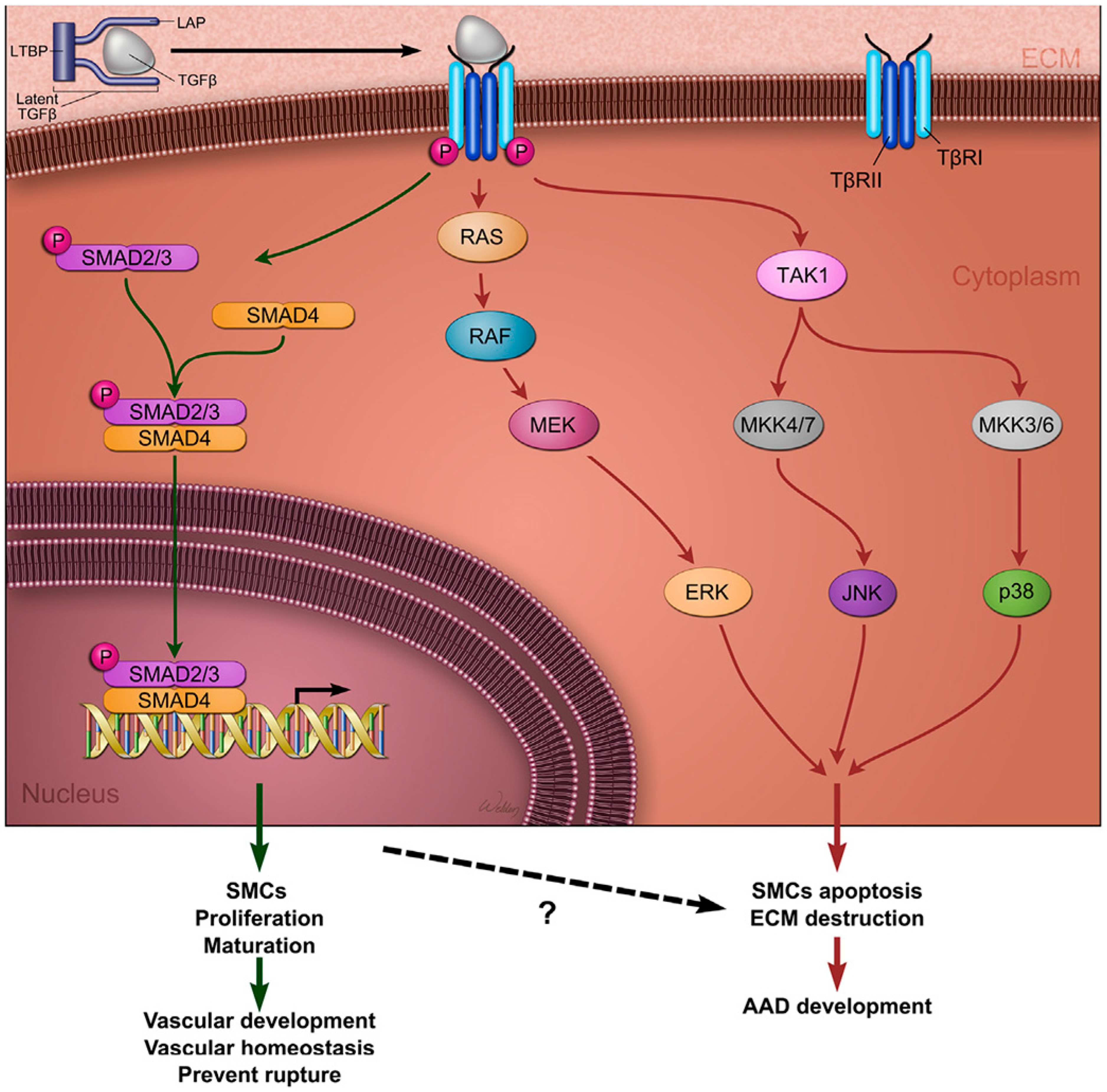 Biomolecules 15 01654 g002
