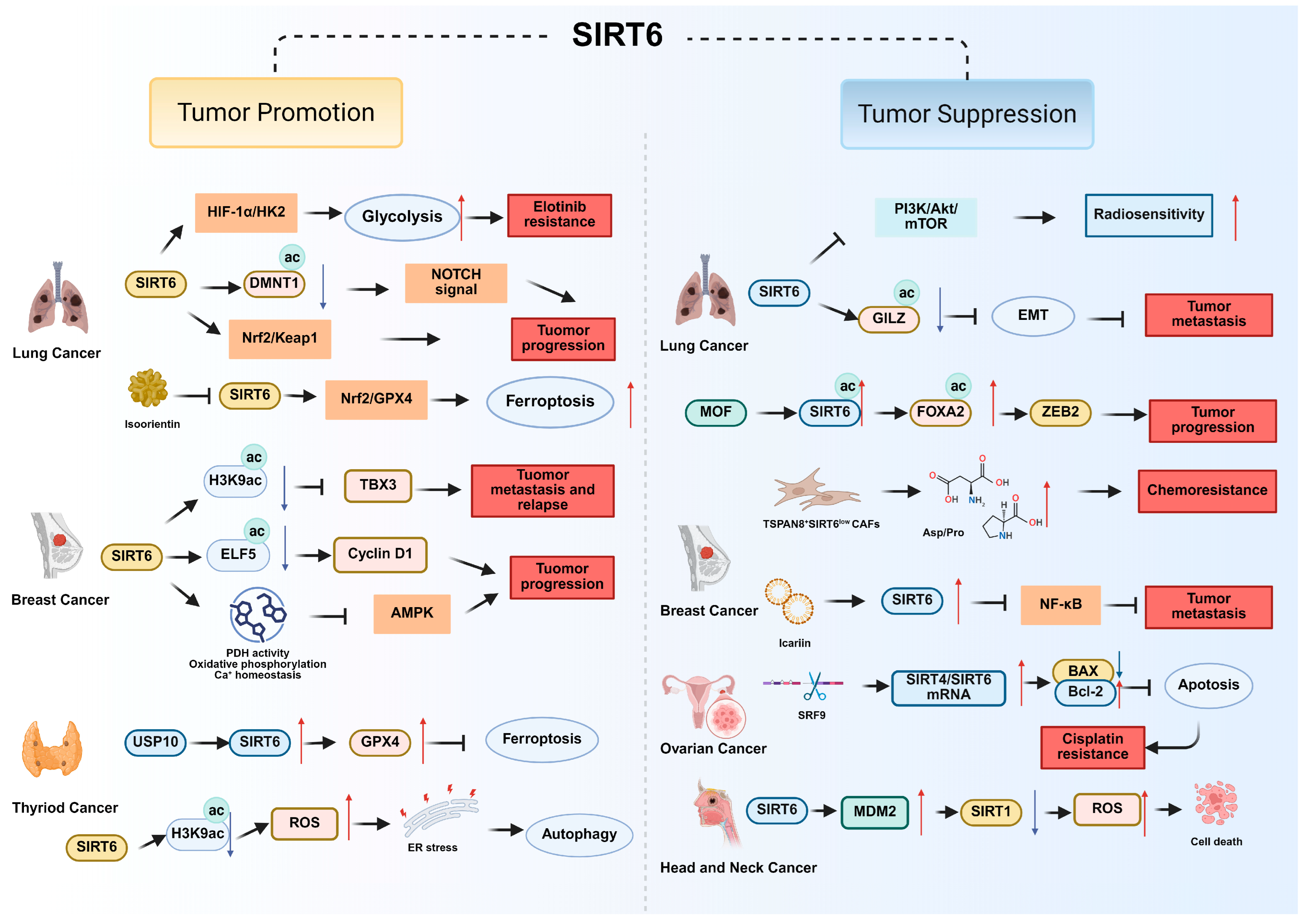 Biomolecules 15 01655 g002