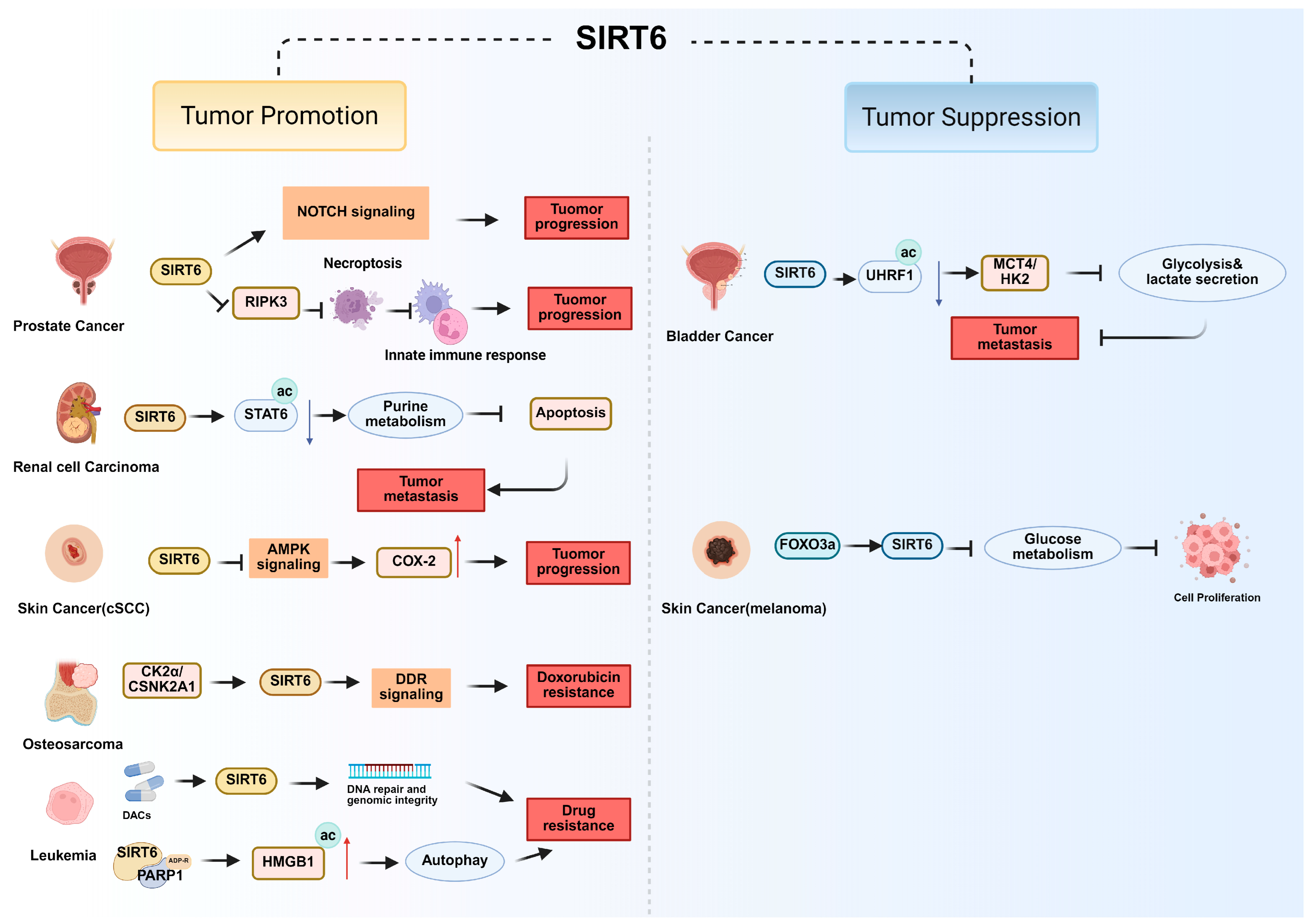 Biomolecules 15 01655 g004