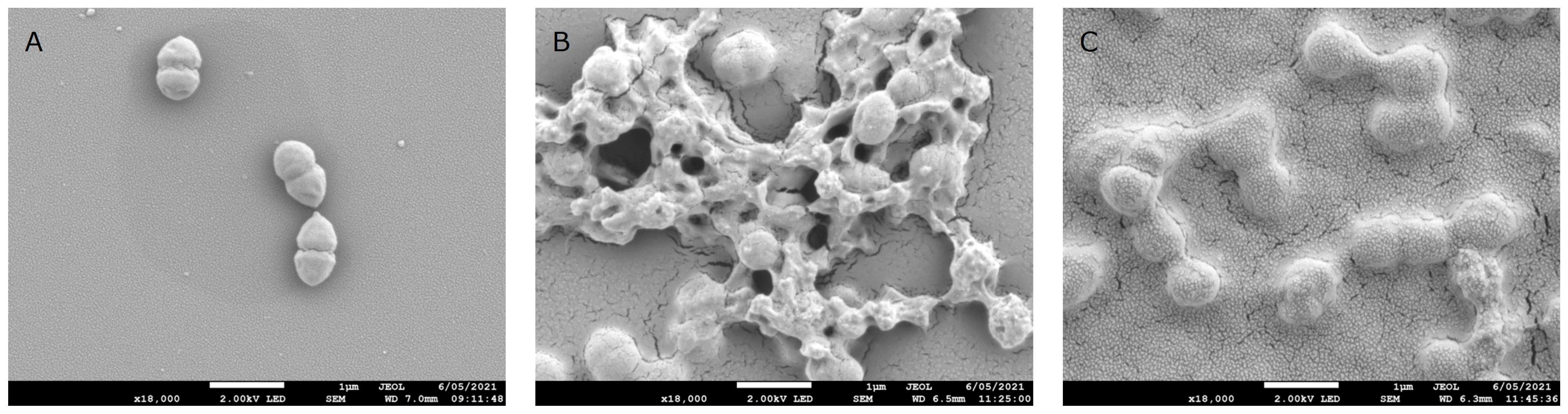Biomolecules 15 01656 g002