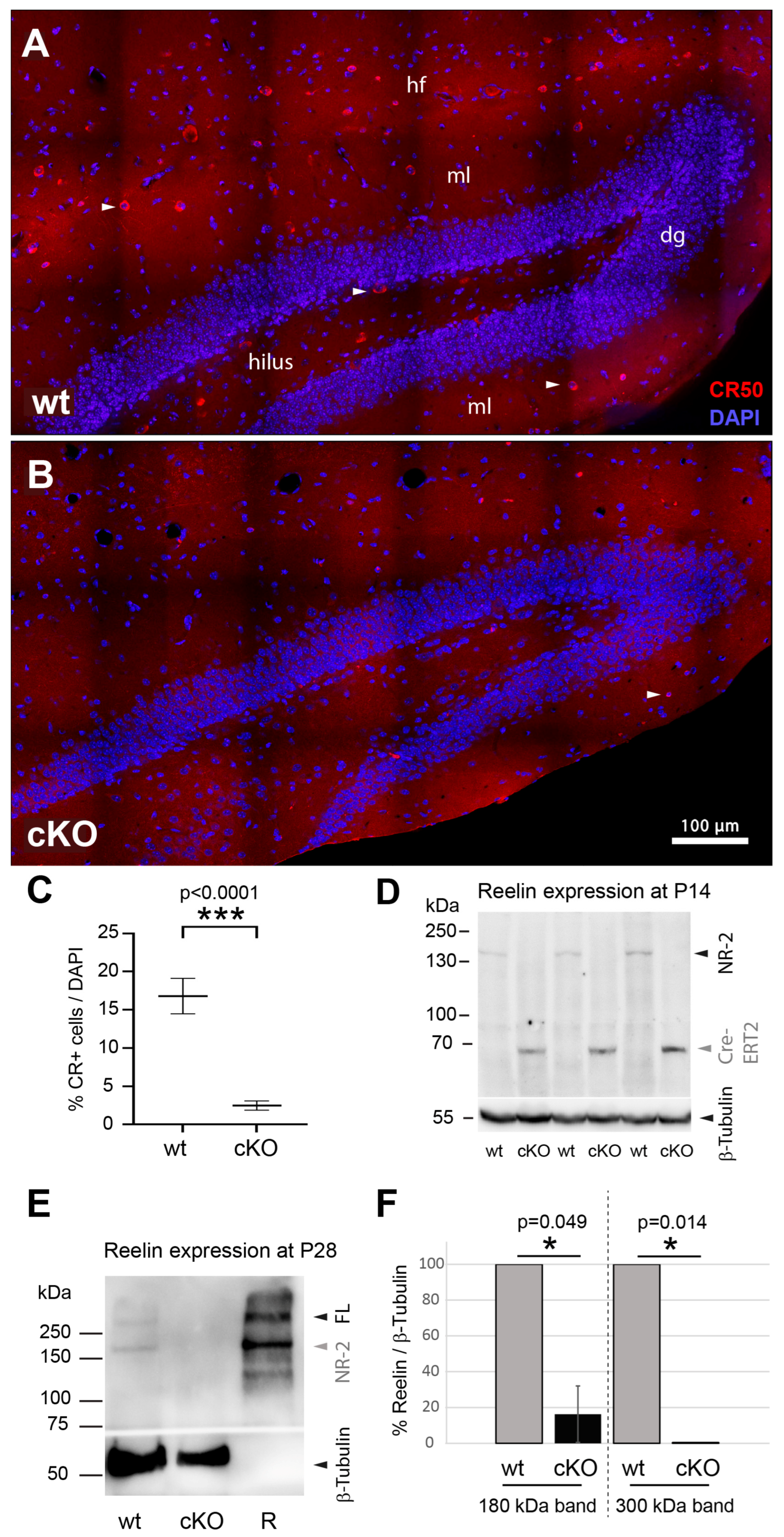 Biomolecules 15 01662 g001