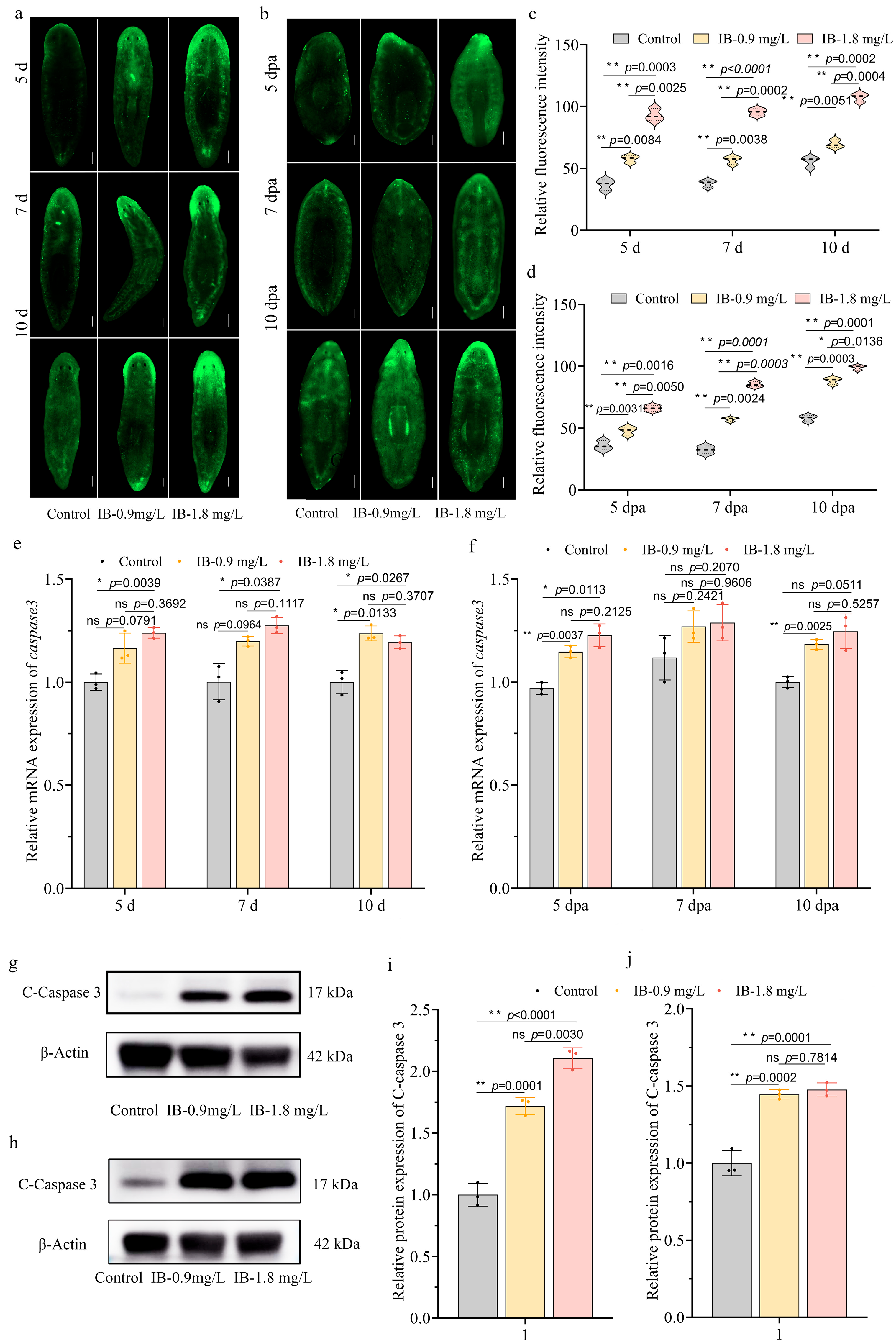 Biomolecules 15 01665 g006 Biomolecules 15 01665 g006