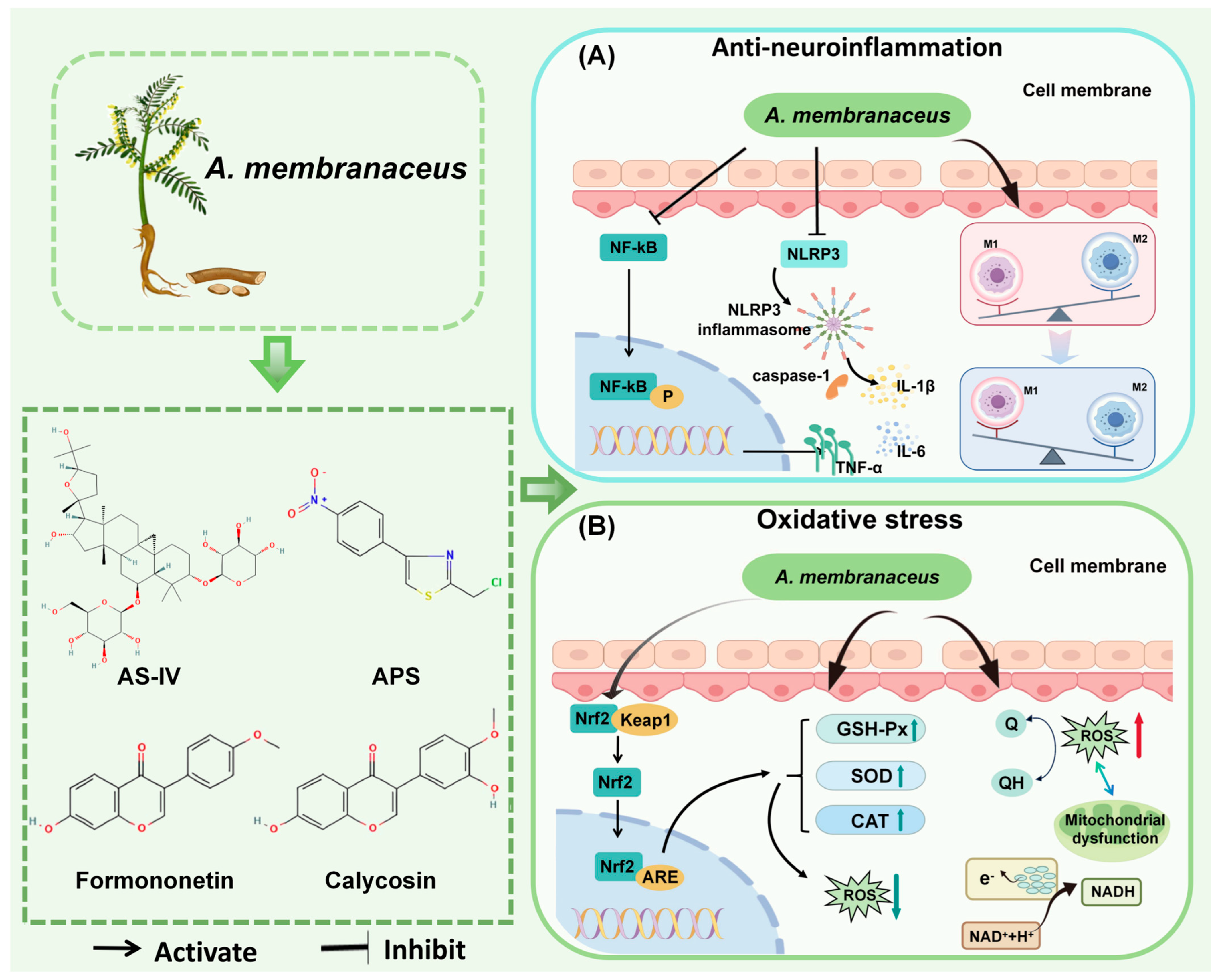 Biomolecules 15 01671 g003 Biomolecules 15 01671 g003