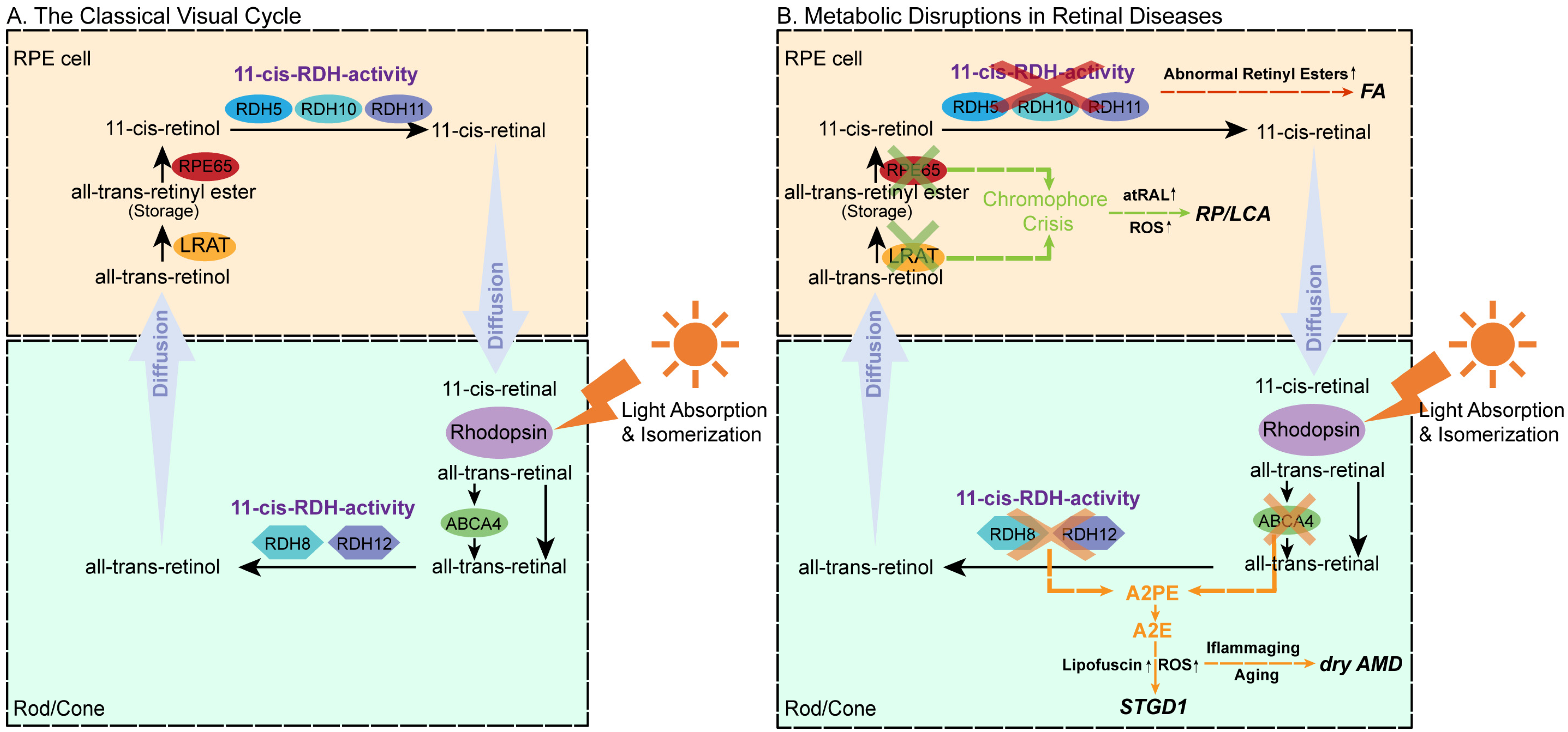 Biomolecules 15 01676 g001