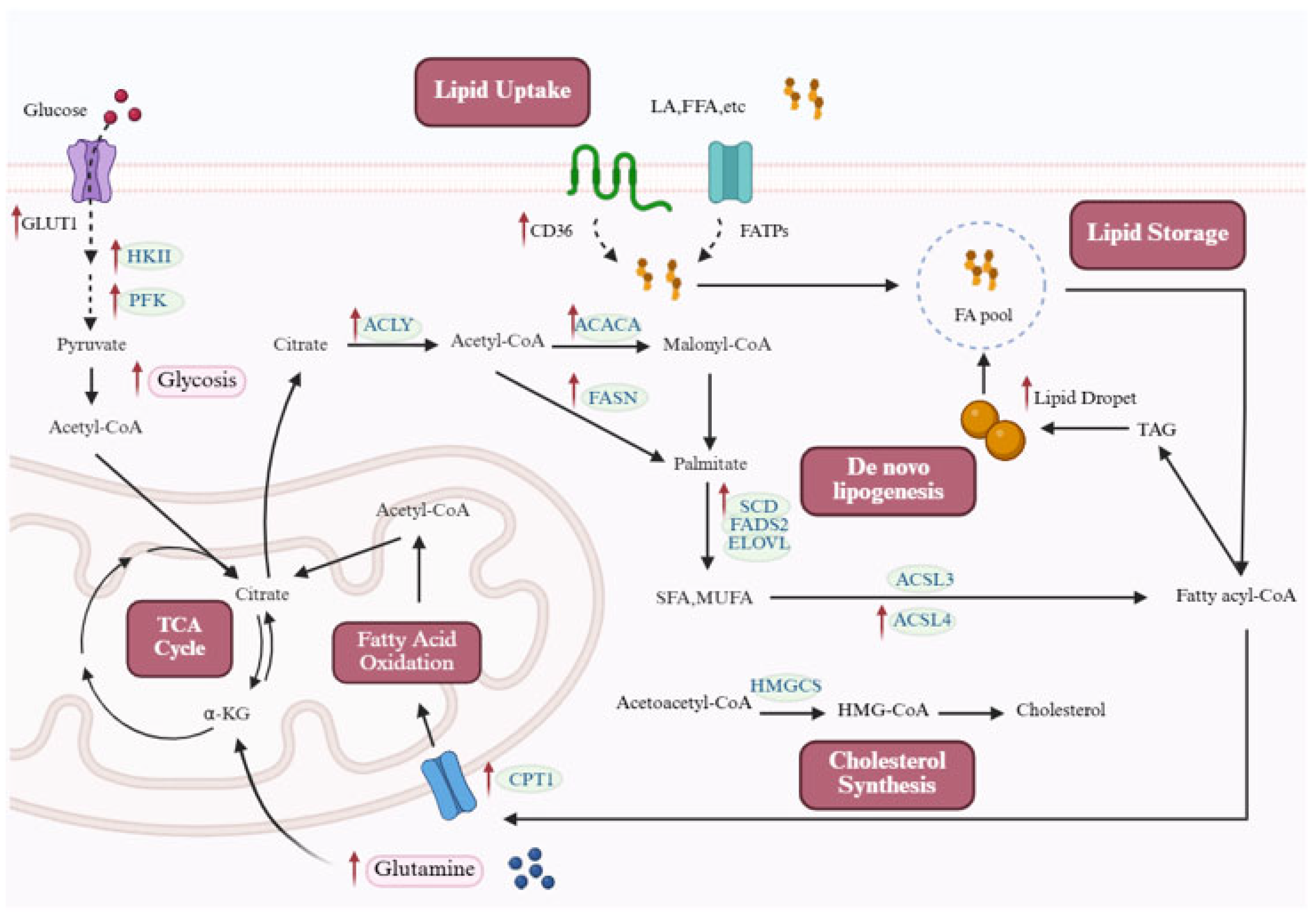 Biomolecules 15 01679 g001 Biomolecules 15 01679 g001