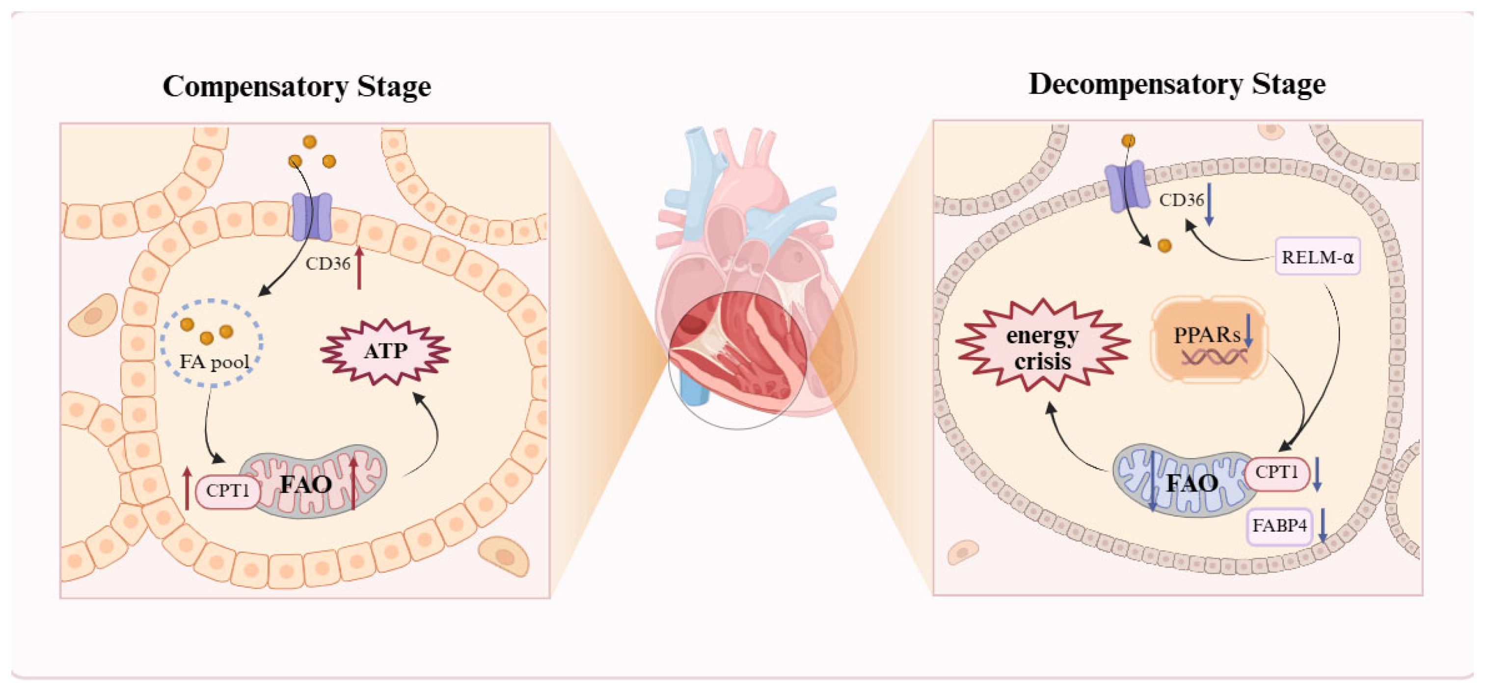 Biomolecules 15 01679 g002 Biomolecules 15 01679 g002