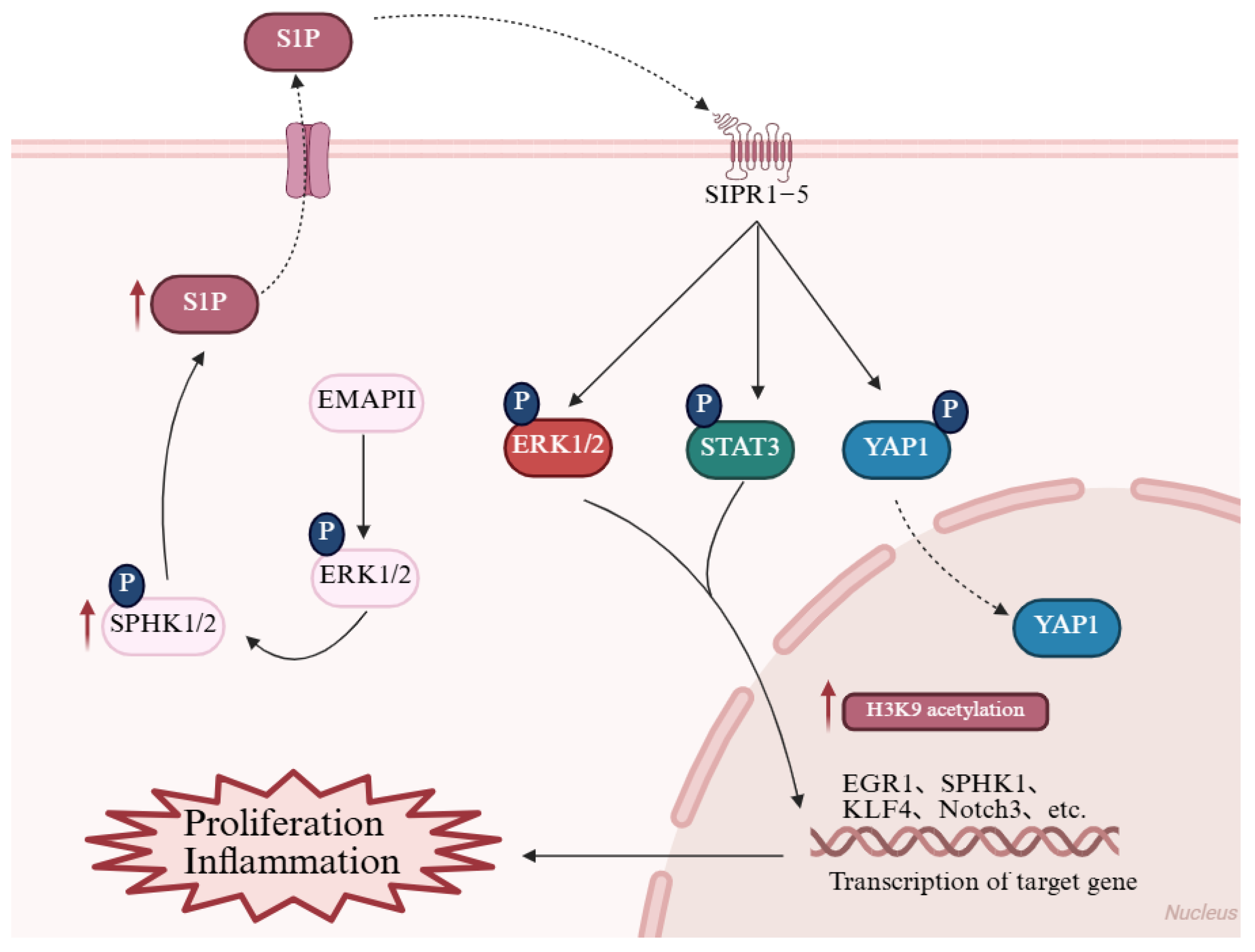 Biomolecules 15 01679 g004 Biomolecules 15 01679 g004