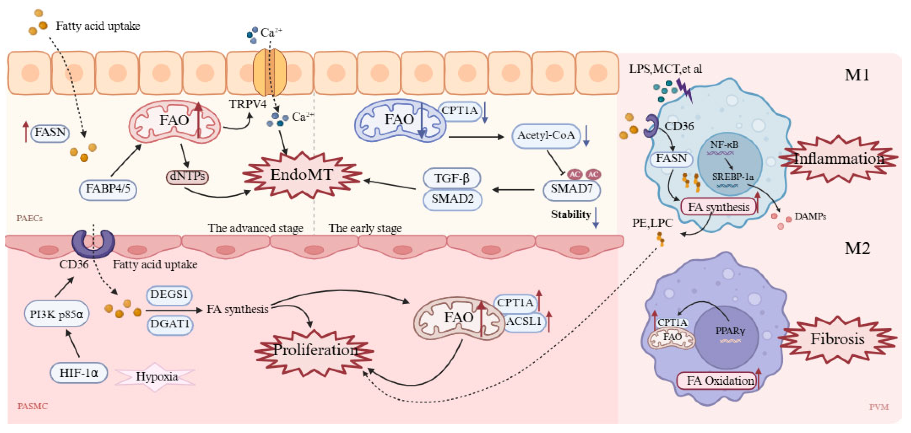 Biomolecules 15 01679 g005 Biomolecules 15 01679 g005