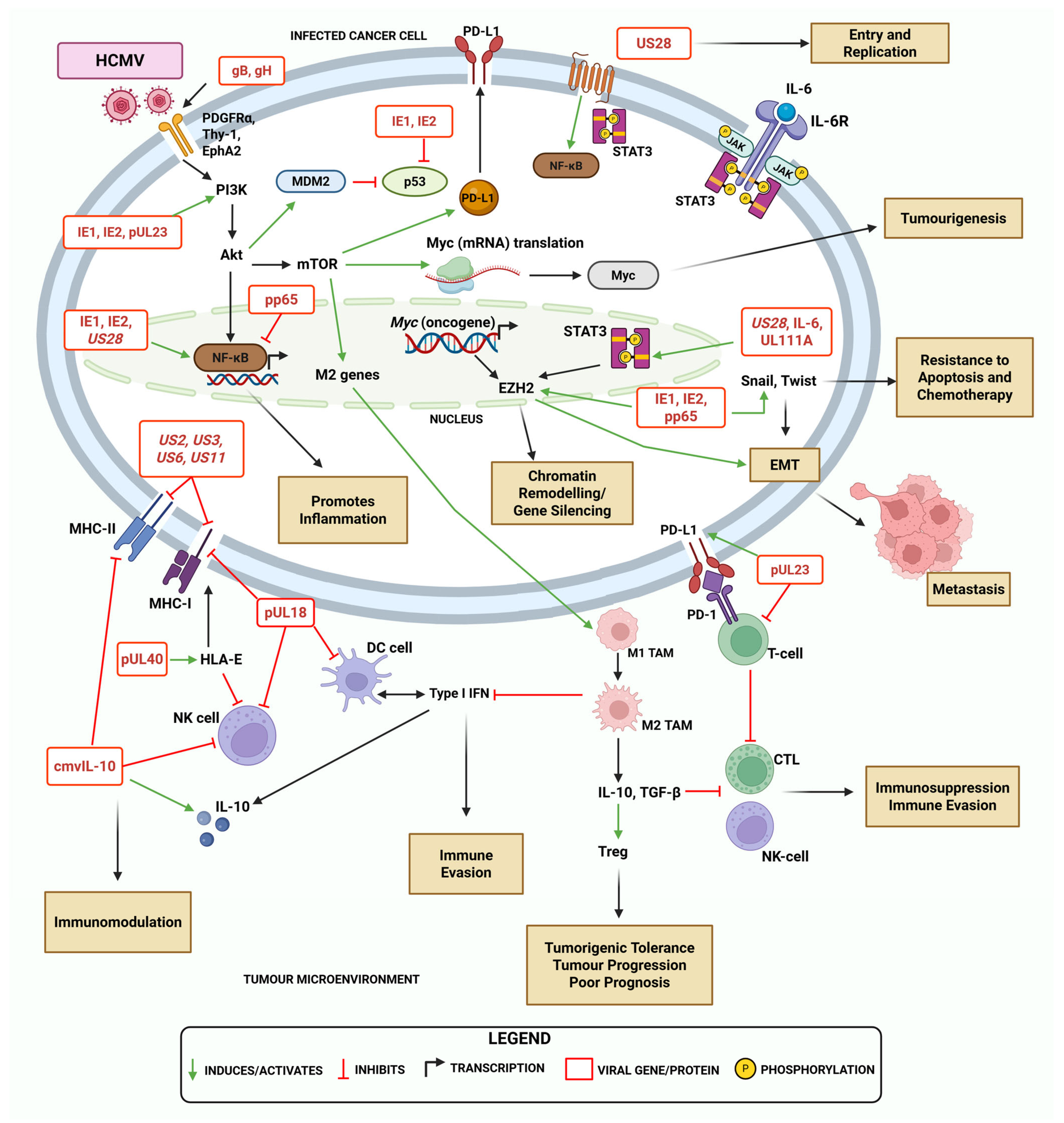 Biomolecules 15 01685 g002 Biomolecules 15 01685 g002