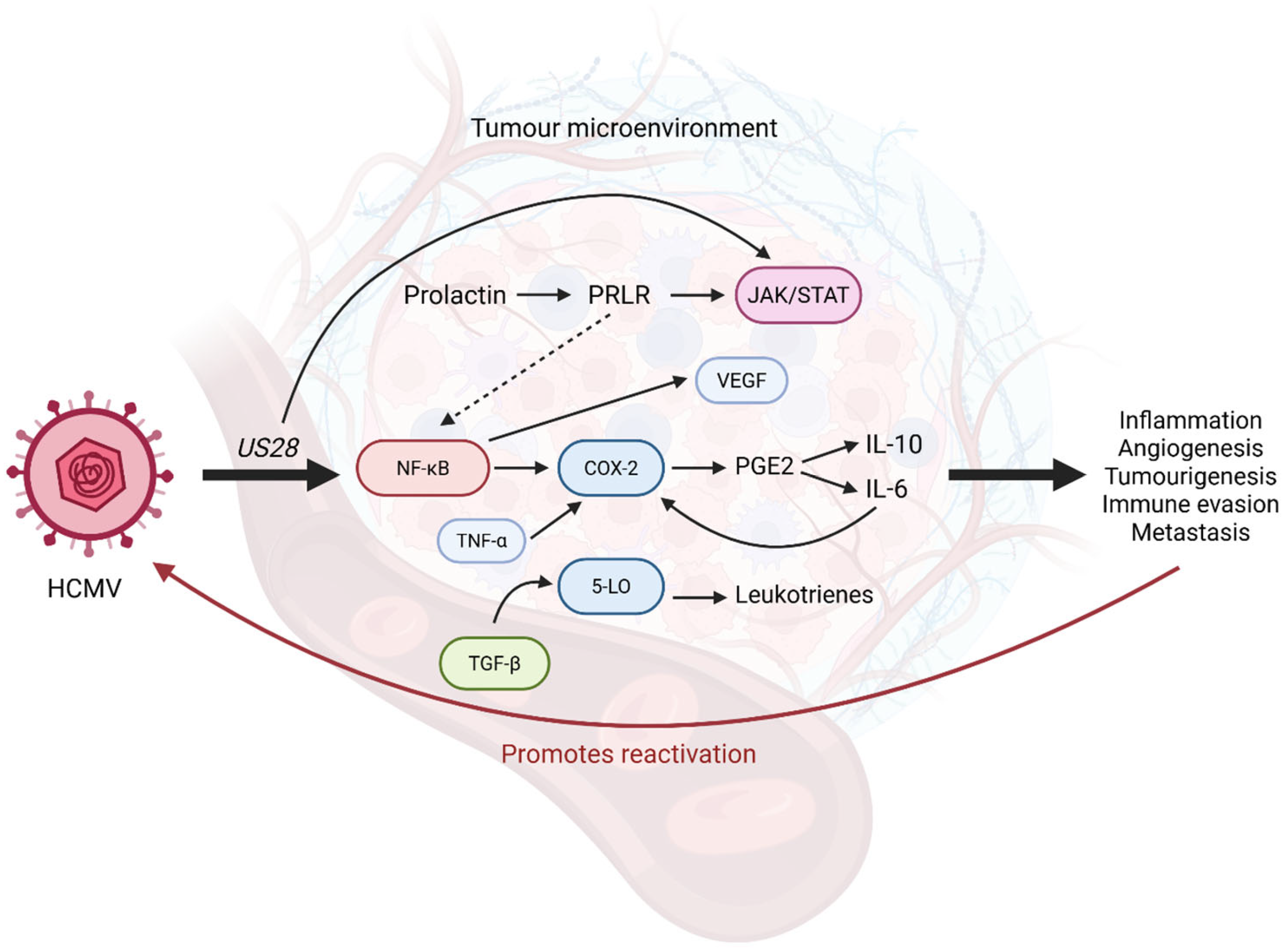 Biomolecules 15 01685 g003 Biomolecules 15 01685 g003