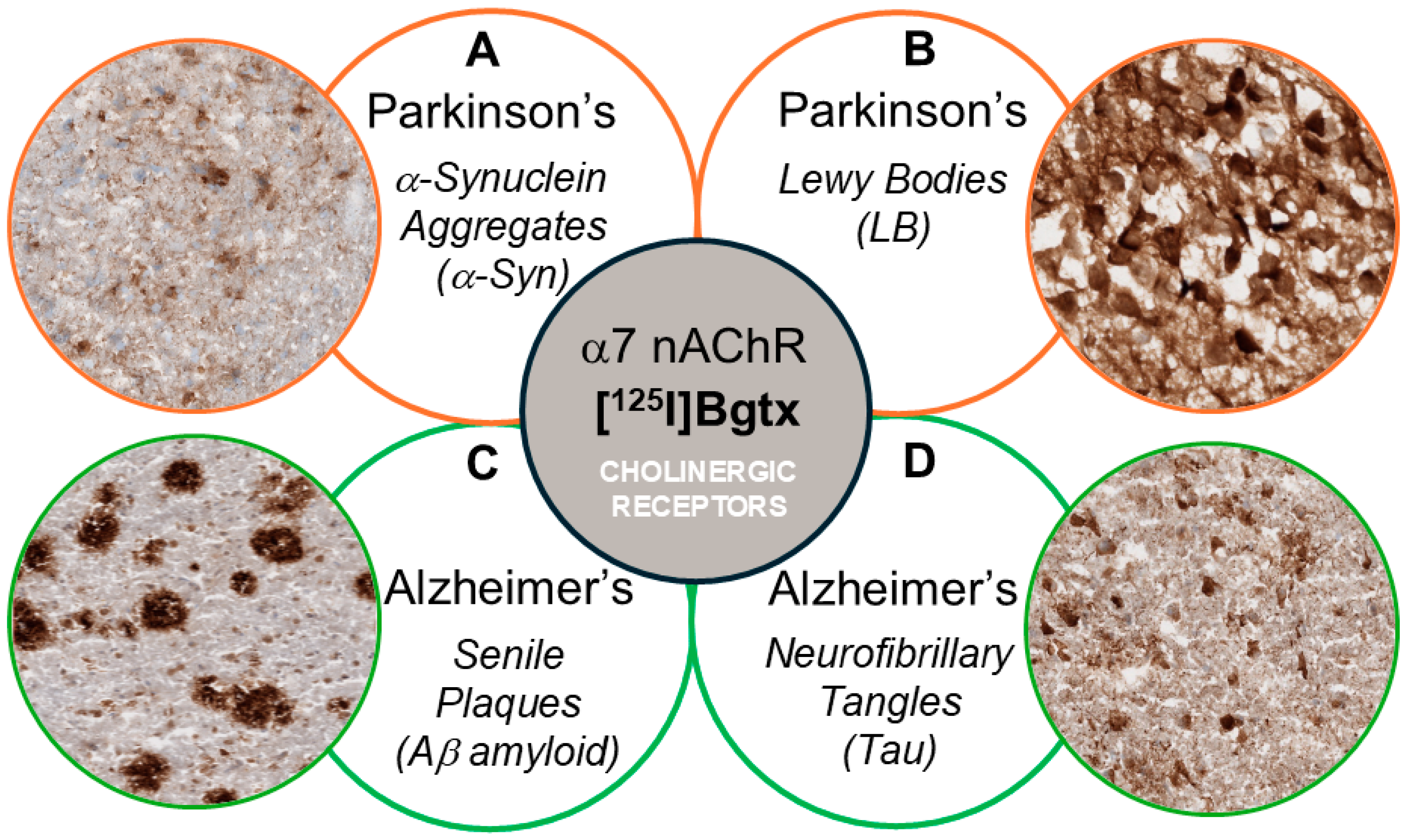Biomolecules 15 01686 g001