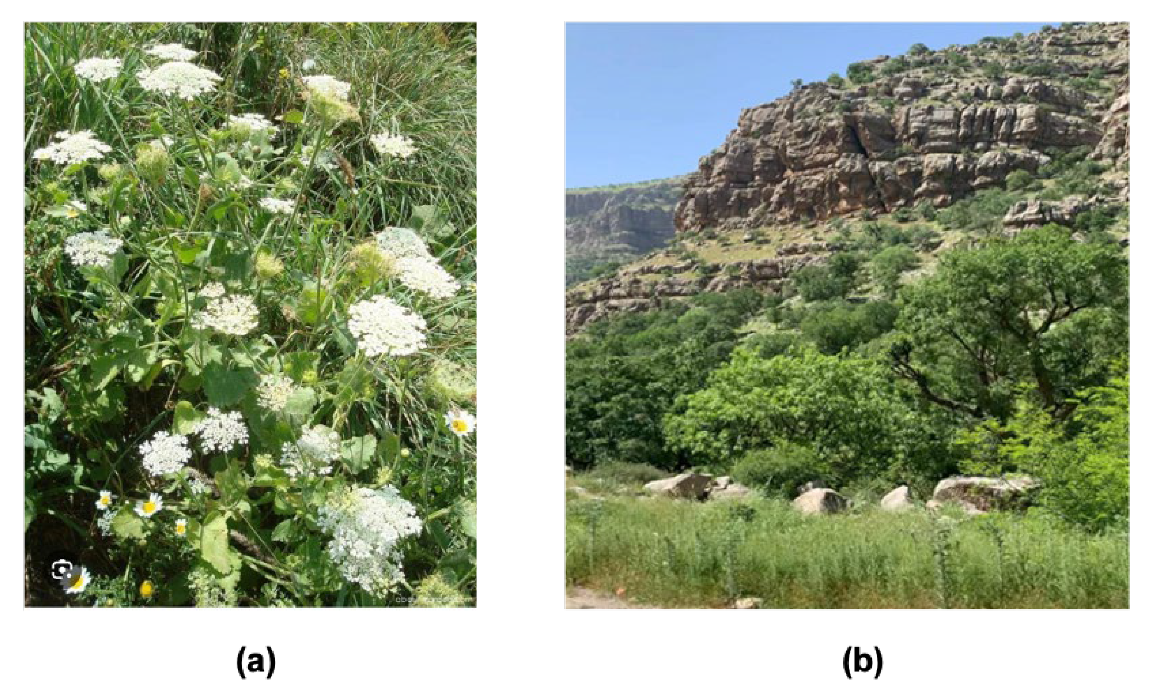 Biomolecules 15 01693 g002 Biomolecules 15 01693 g002