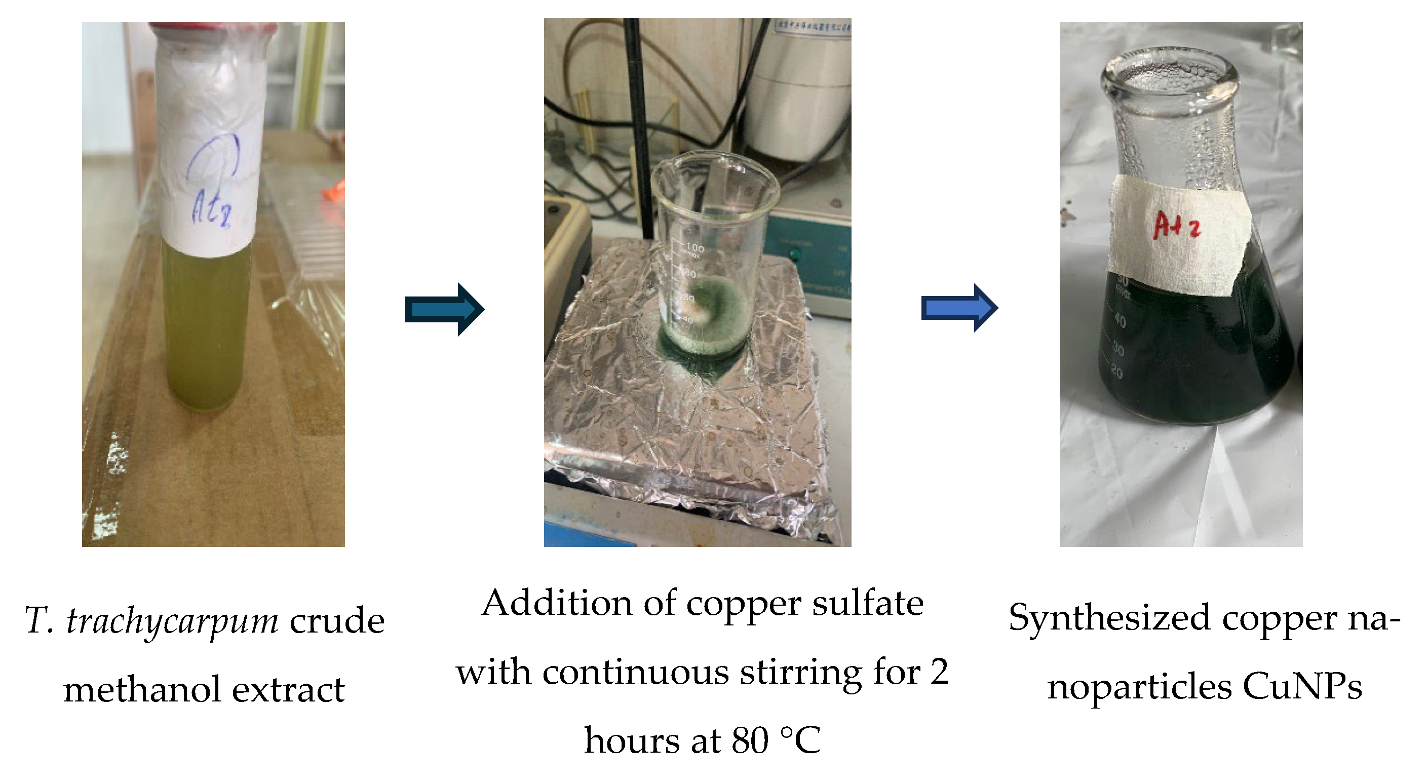 Biomolecules 15 01693 g005 Biomolecules 15 01693 g005