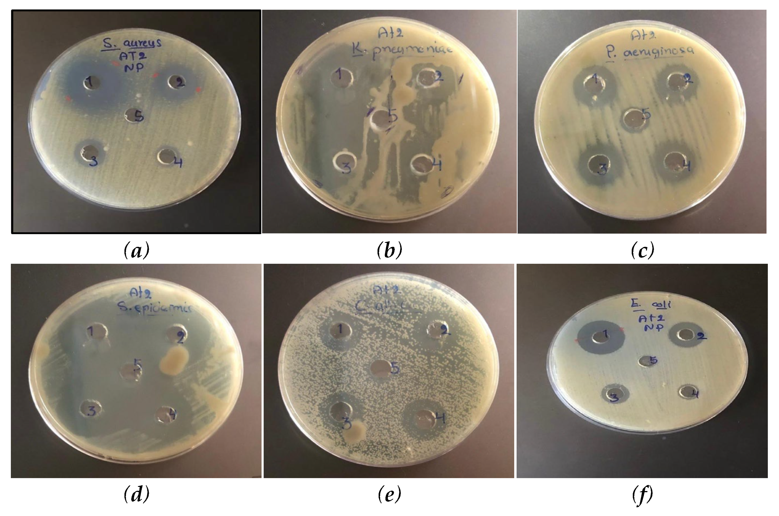 Biomolecules 15 01693 g008 Biomolecules 15 01693 g008
