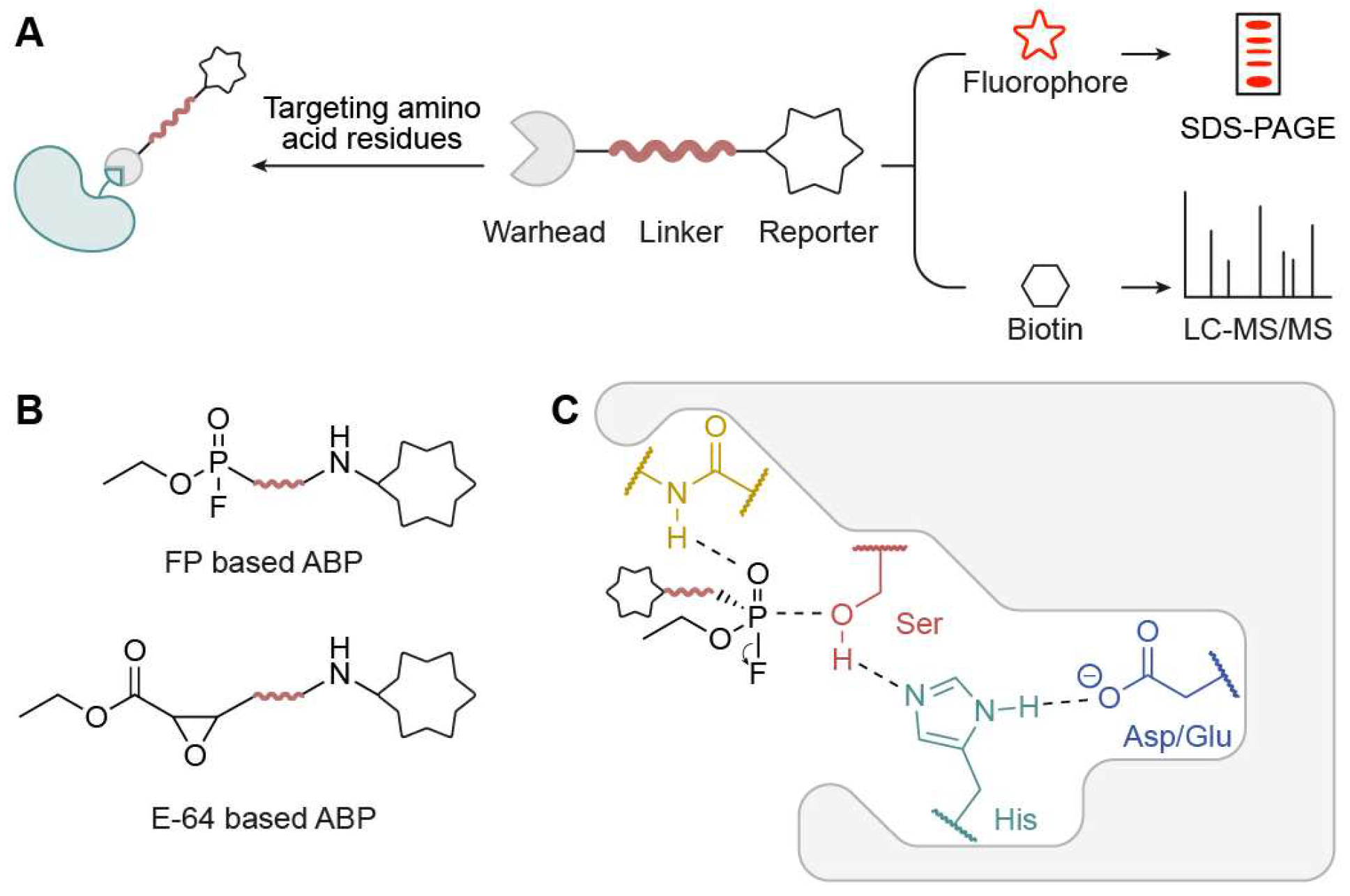 Biomolecules 15 01699 g001