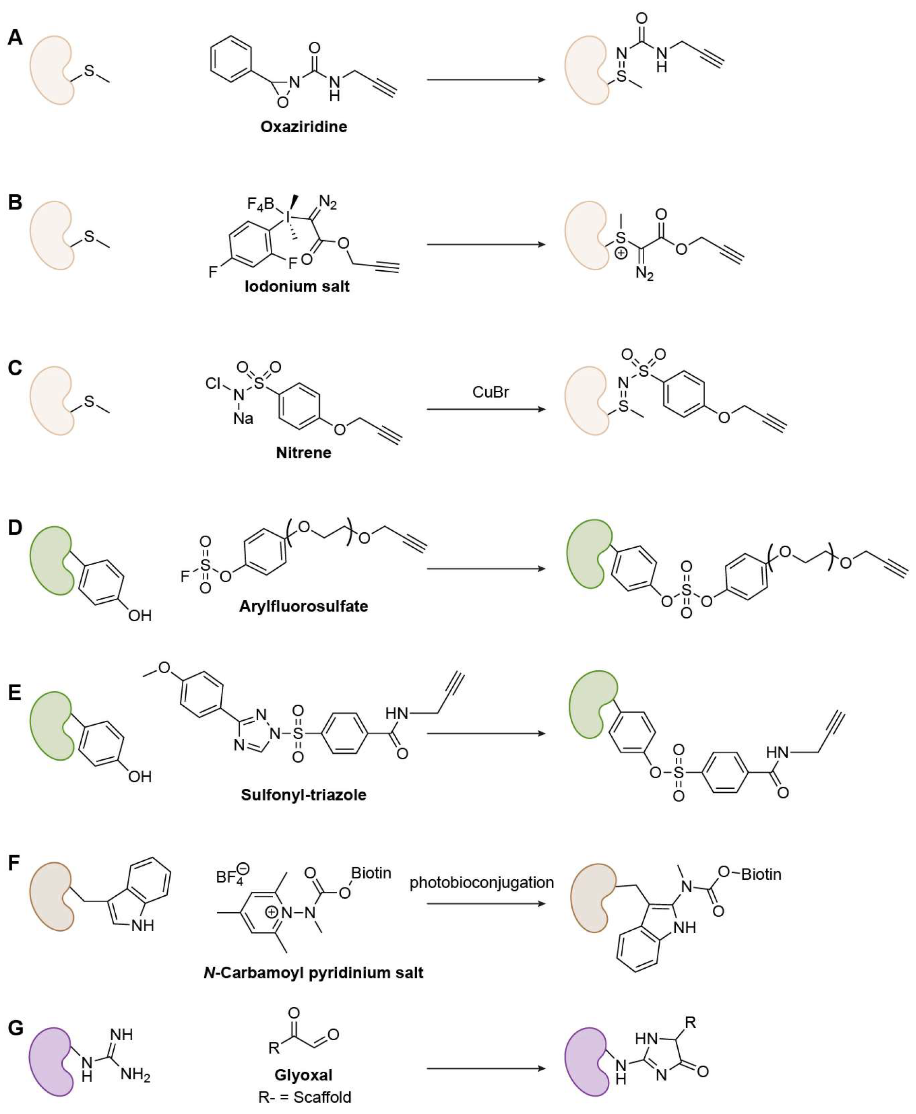 Biomolecules 15 01699 g008