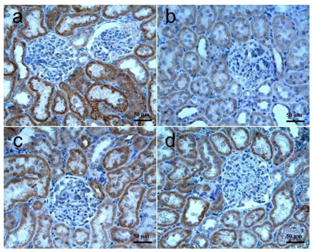 Biomolecules 15 01702 g004