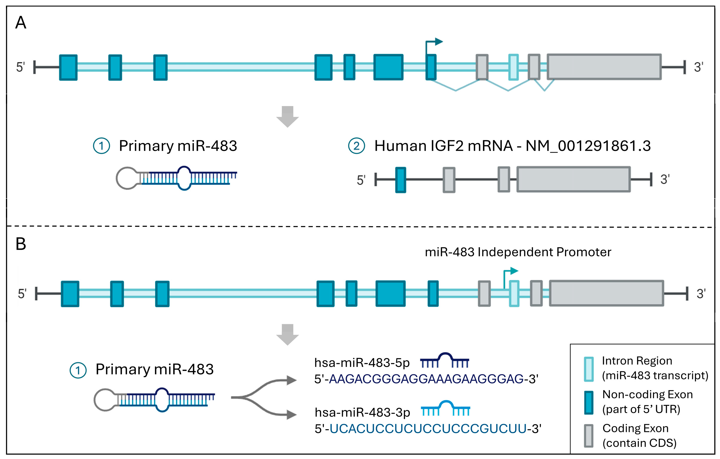 Biomolecules 15 01707 g002 Biomolecules 15 01707 g002