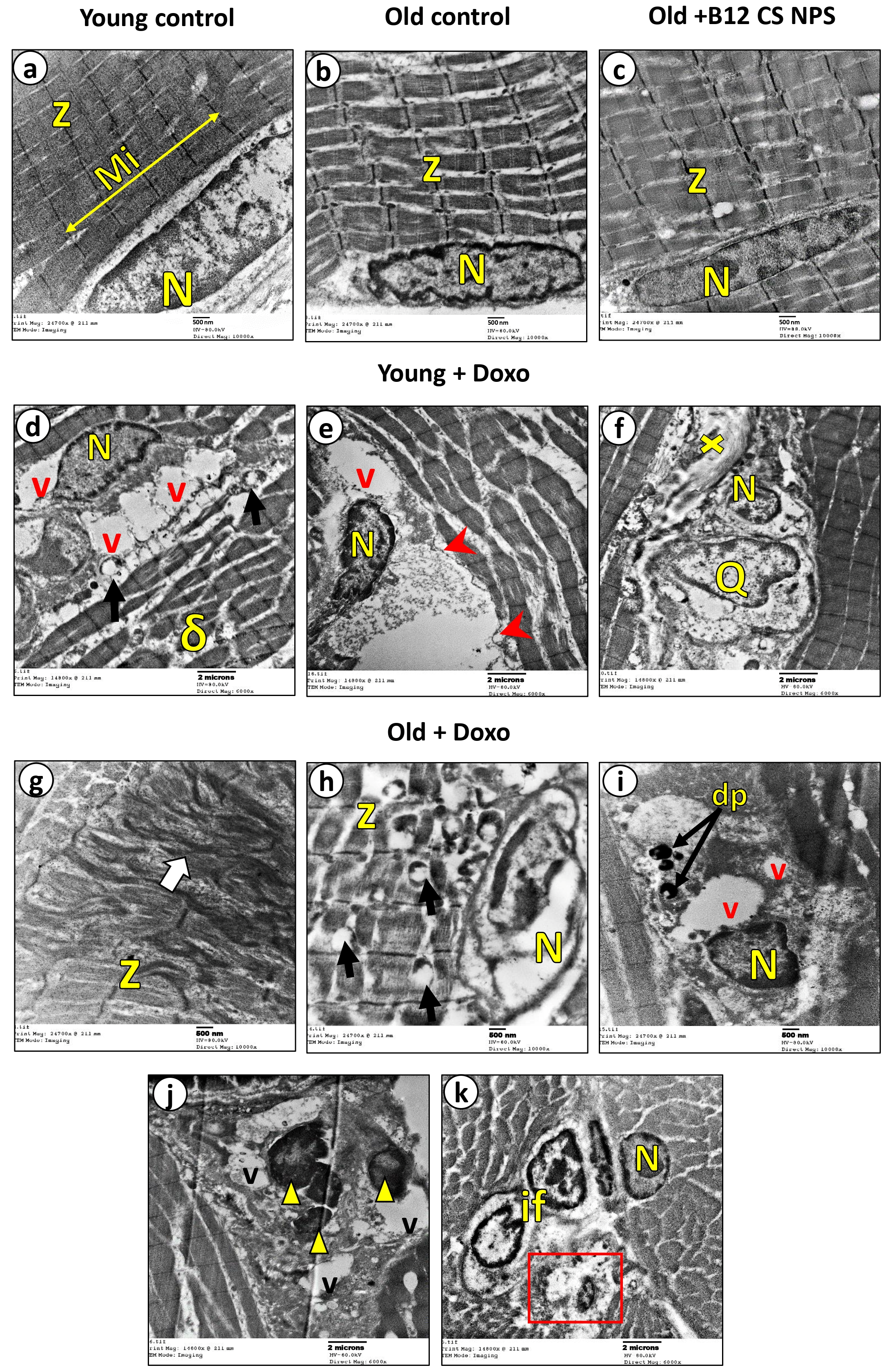 Biomolecules 15 01709 g005 Biomolecules 15 01709 g005