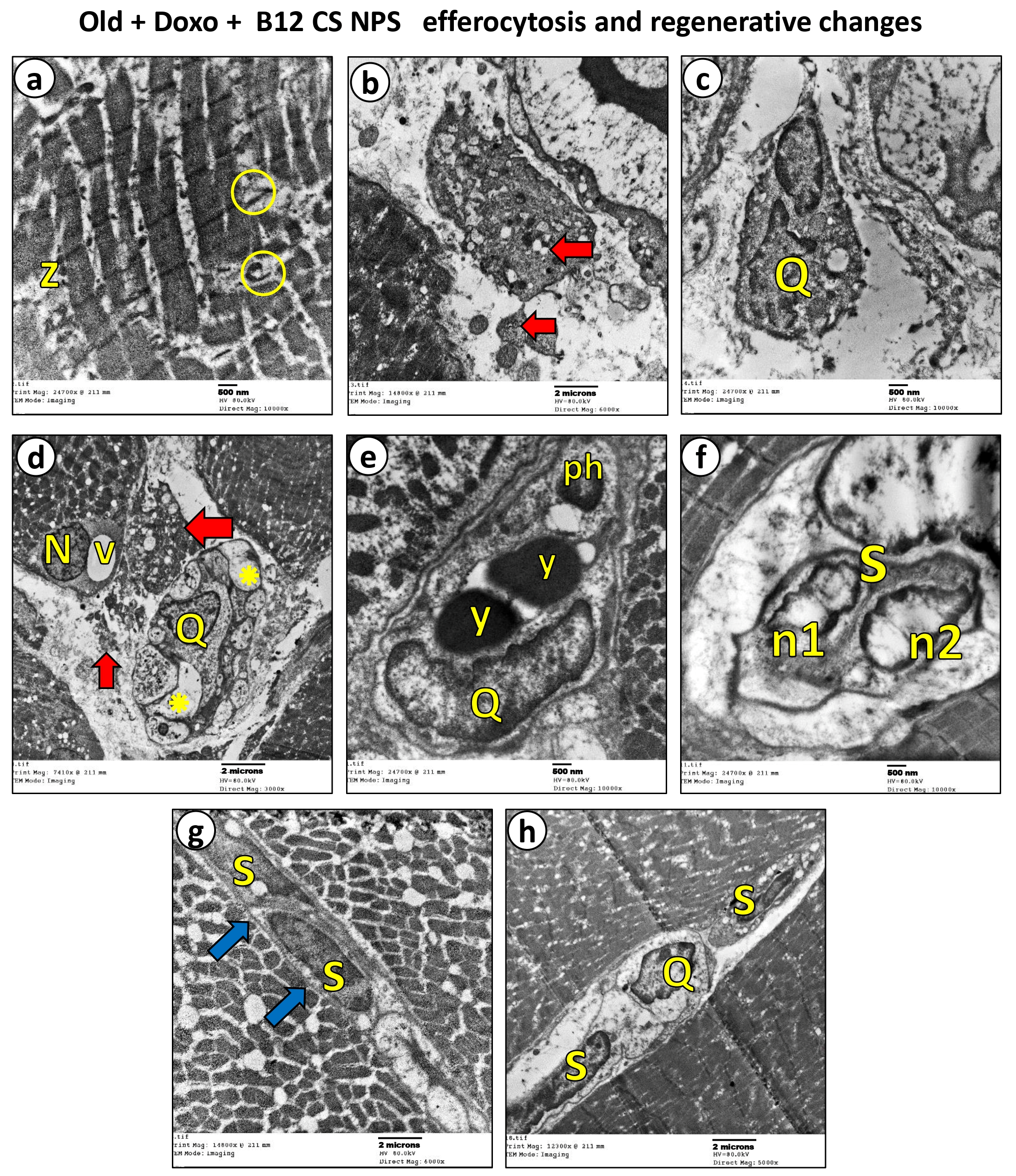 Biomolecules 15 01709 g009 Biomolecules 15 01709 g009