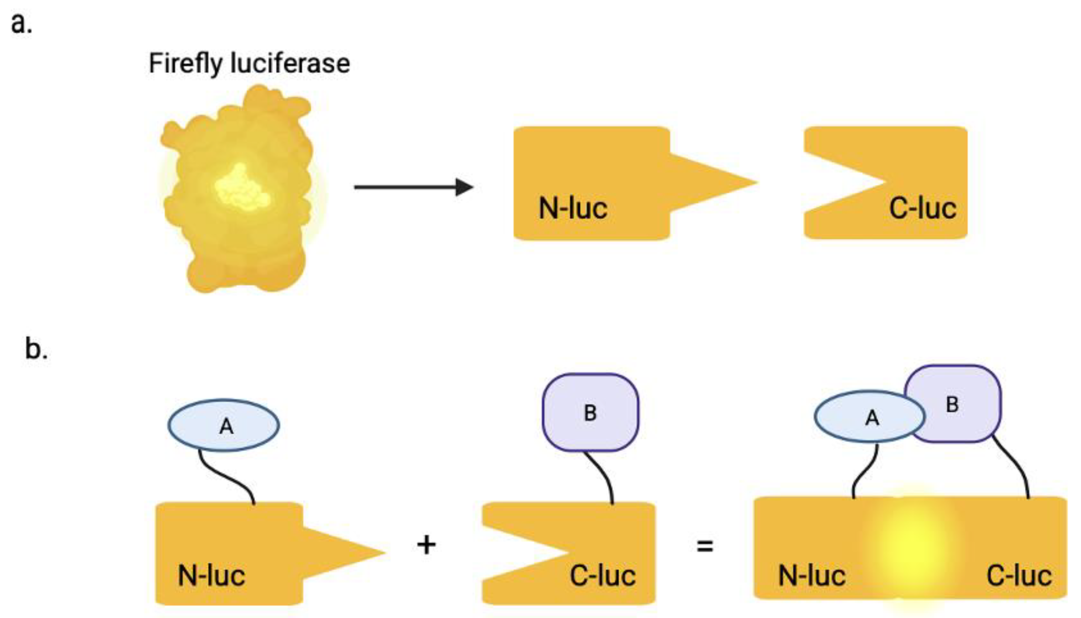 Biomolecules 15 01712 g001 Biomolecules 15 01712 g001
