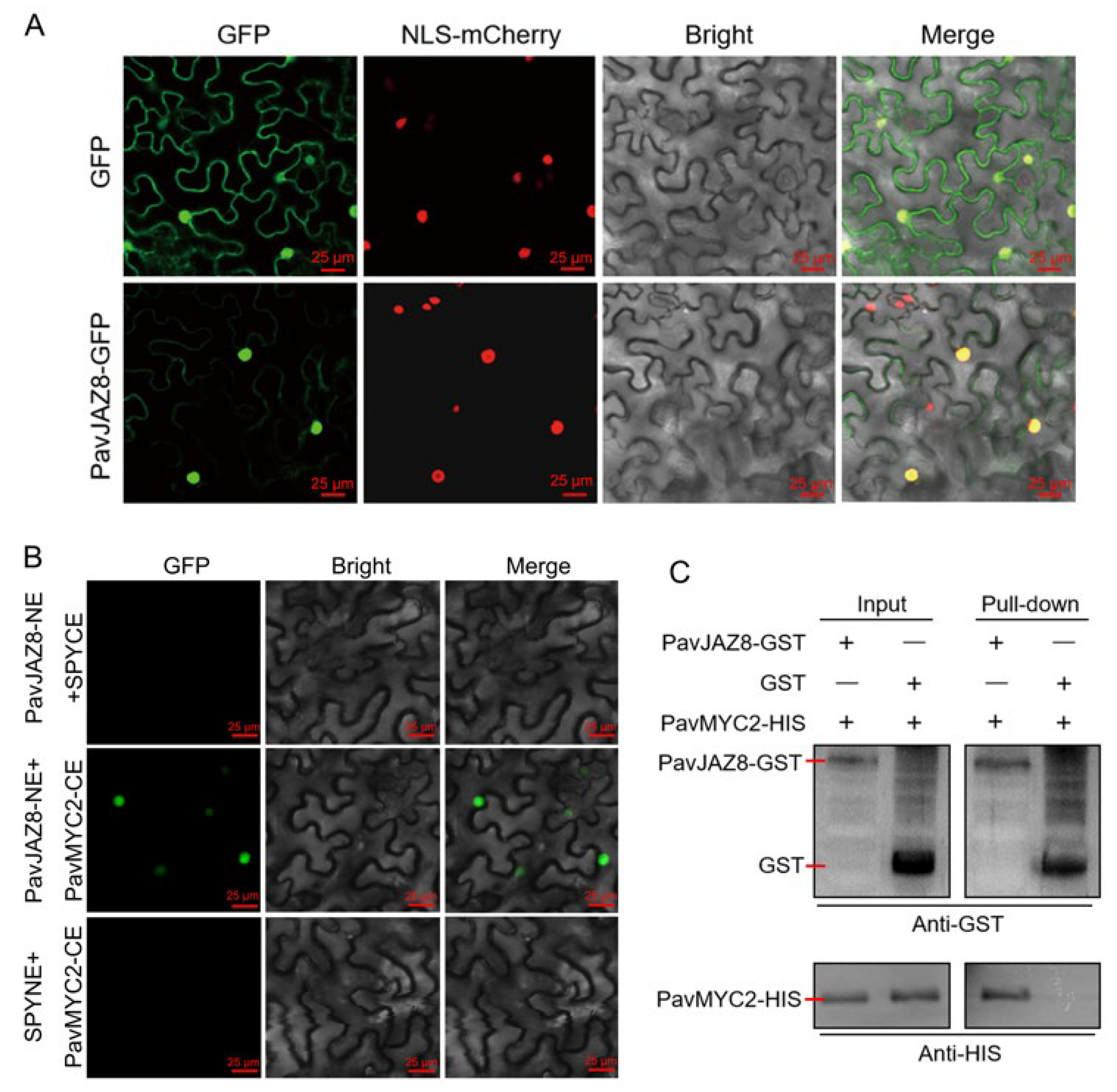 Biomolecules 15 01721 g007 Biomolecules 15 01721 g007