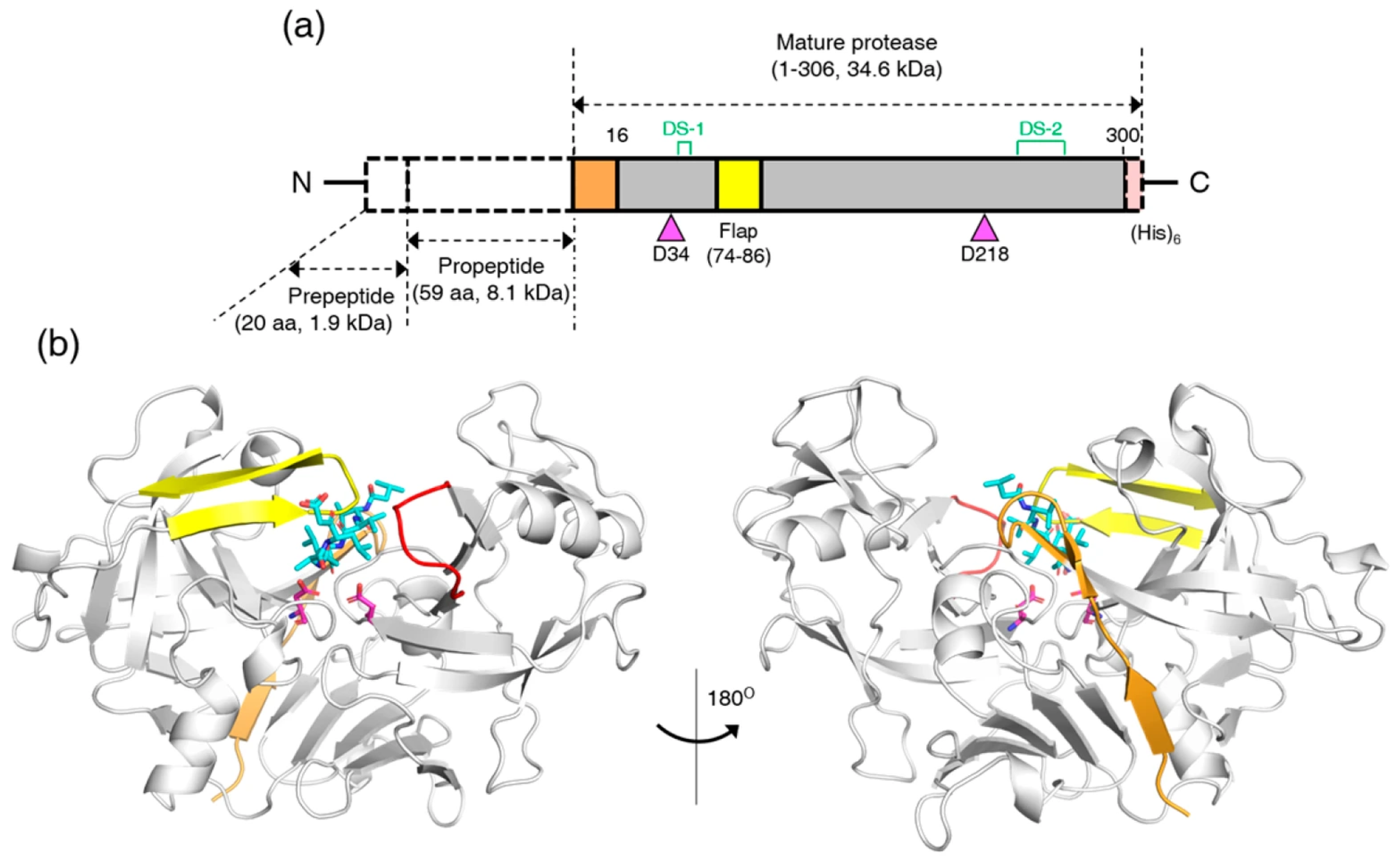Biomolecules 15 01725 g001 Biomolecules 15 01725 g001