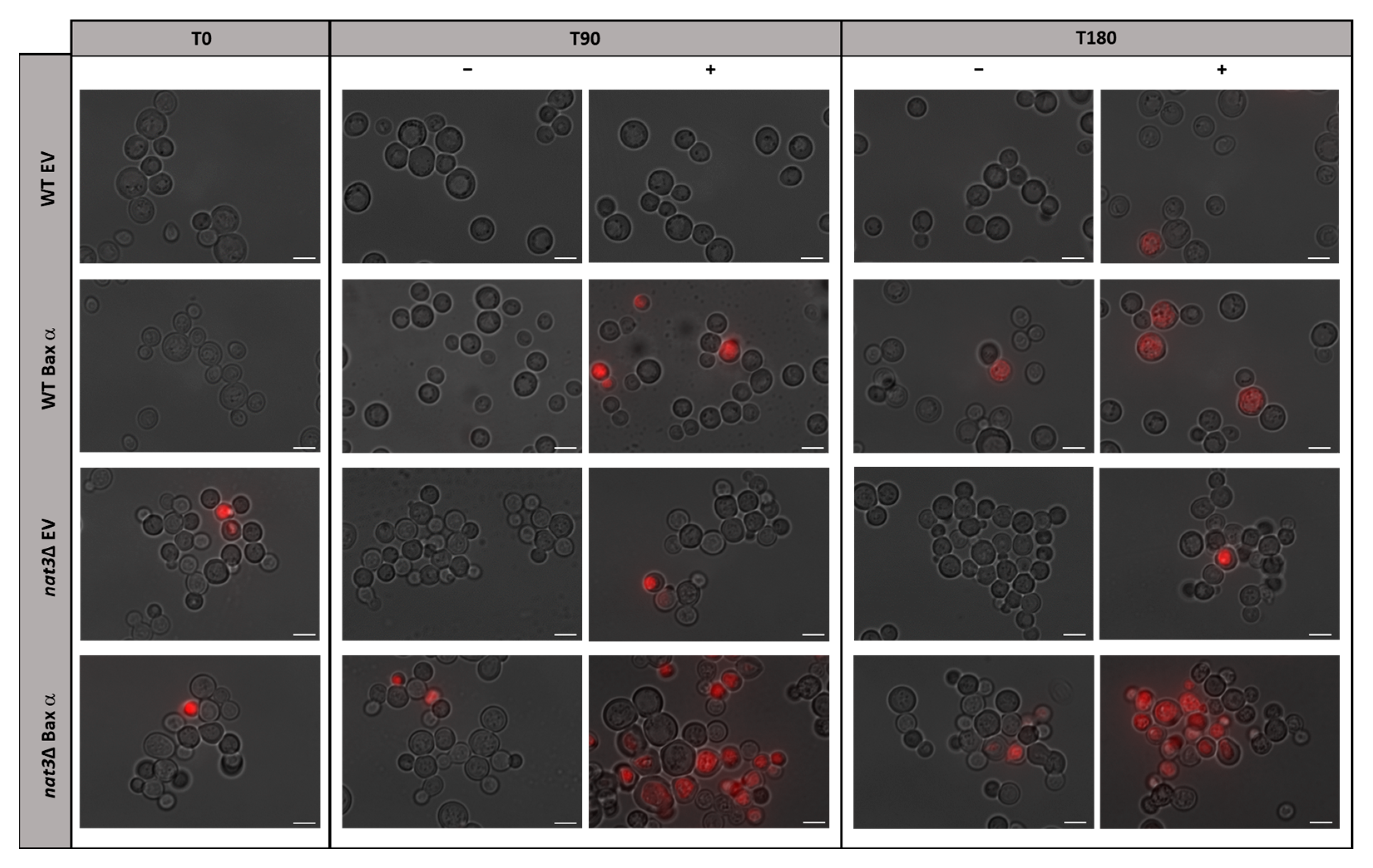 Biomolecules 15 01731 g001 Biomolecules 15 01731 g001