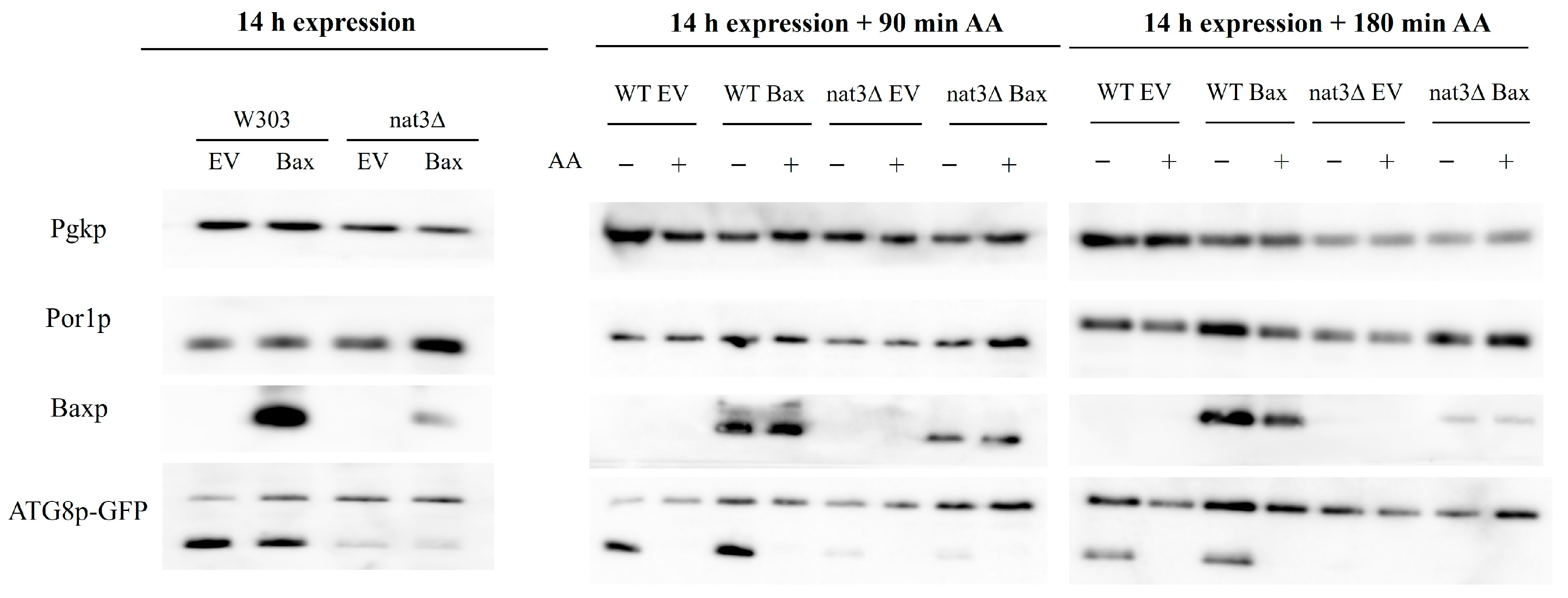 Biomolecules 15 01731 g003 Biomolecules 15 01731 g003