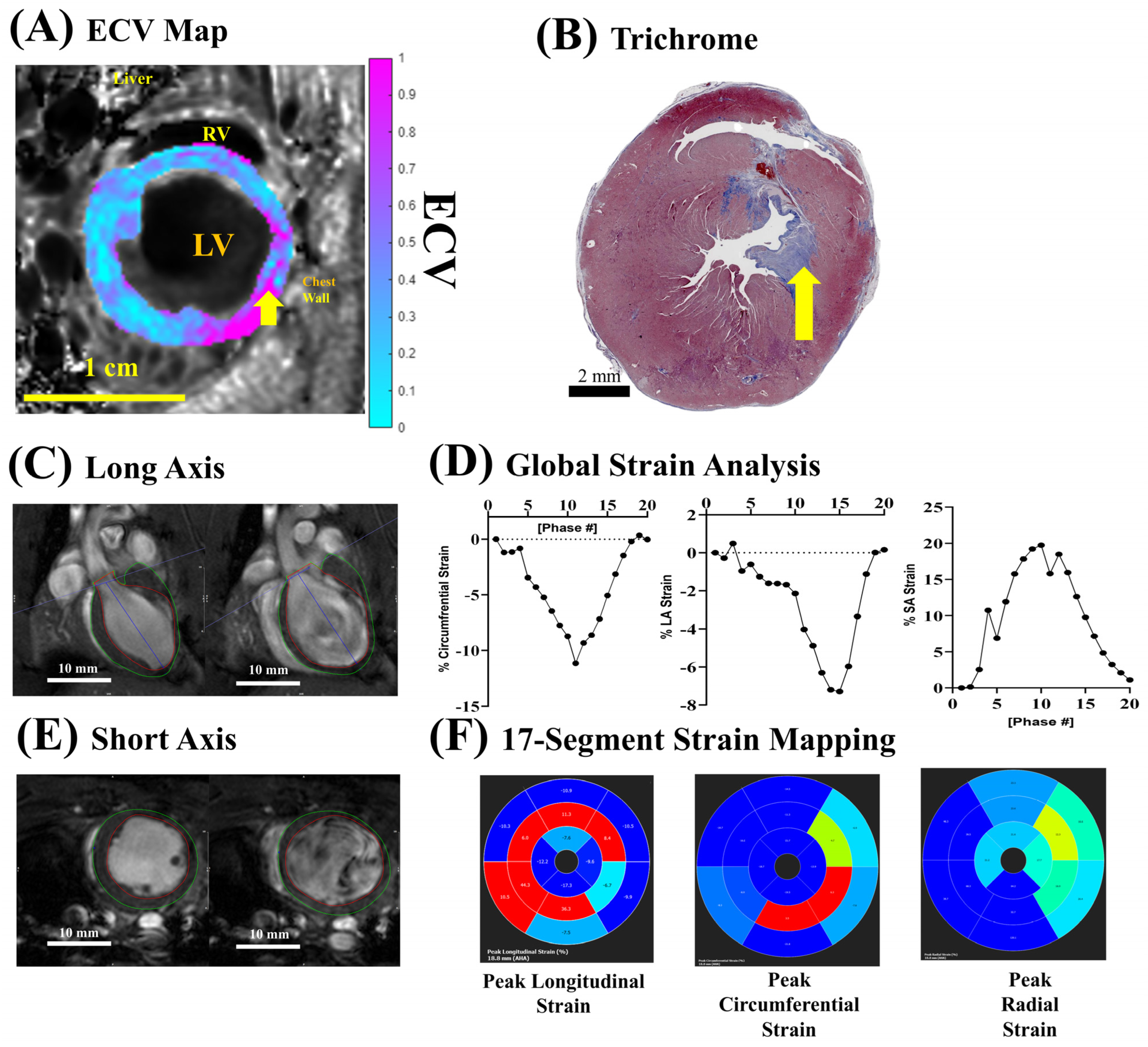 Biomolecules 15 01732 g007 Biomolecules 15 01732 g007