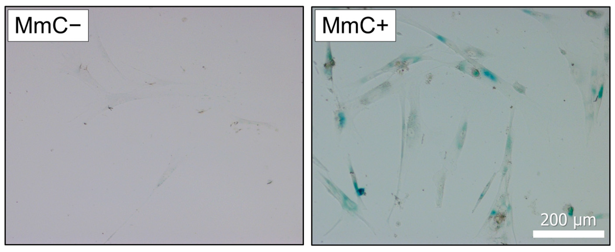Biomolecules 15 01734 g001