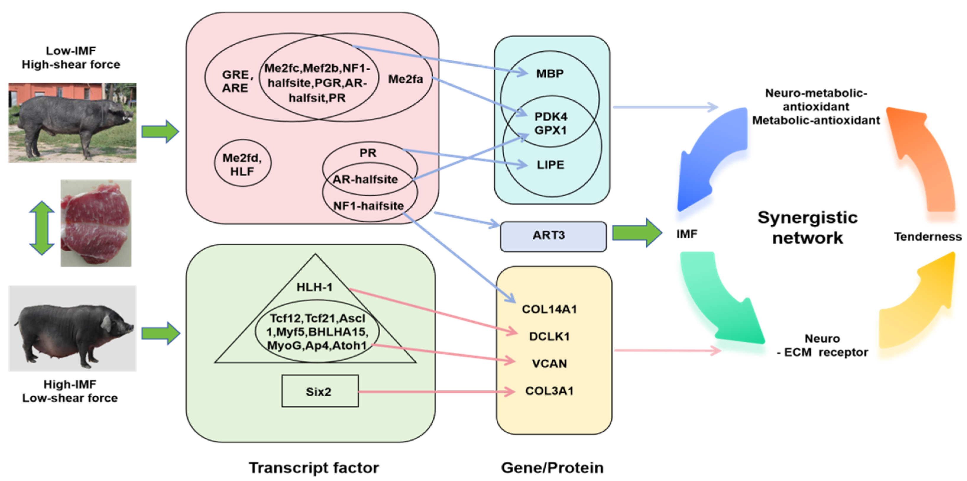 Biomolecules 15 01738 g008 Biomolecules 15 01738 g008