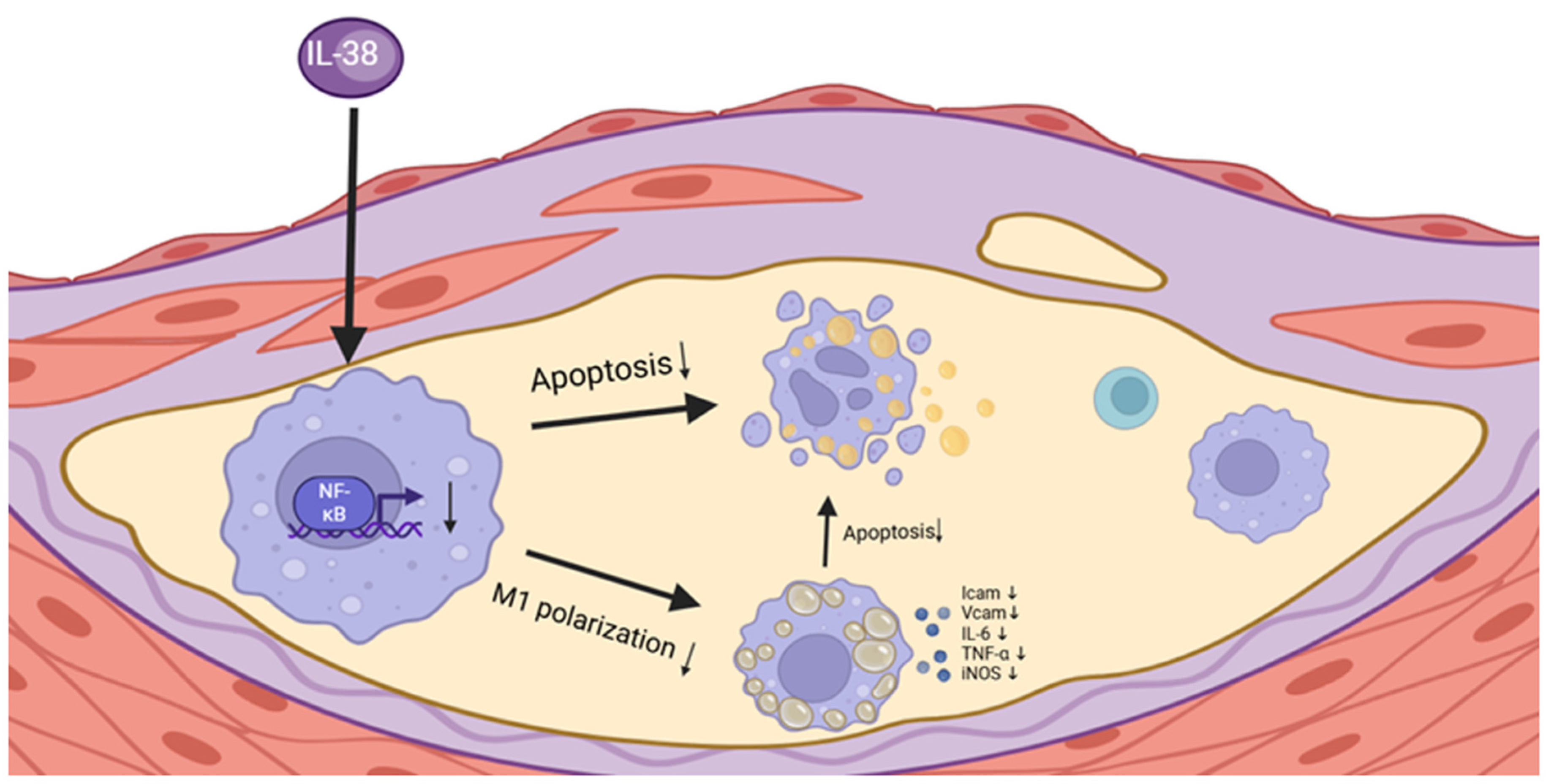 Biomolecules 15 01741 g008