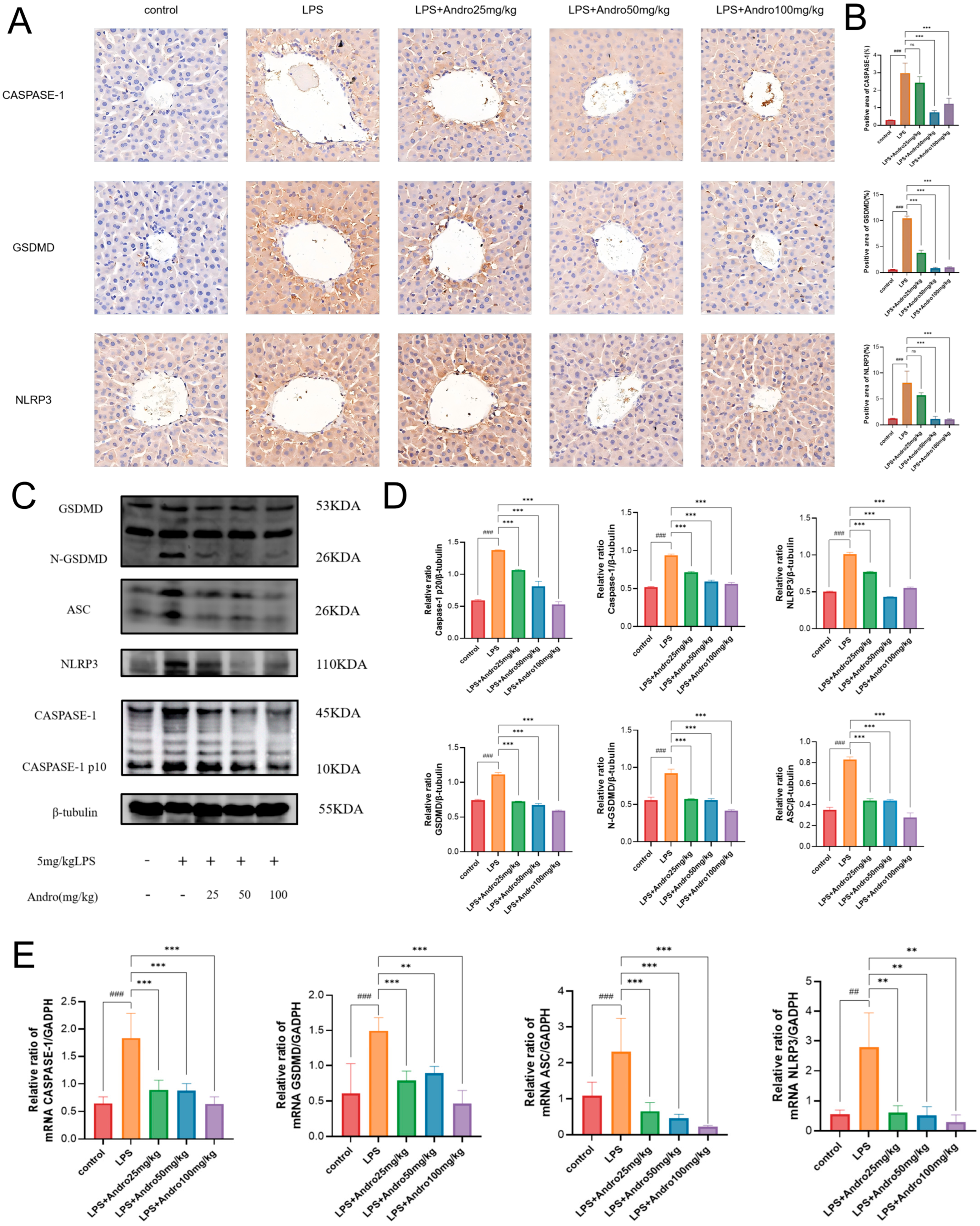 Biomolecules 15 01743 g006 Biomolecules 15 01743 g006