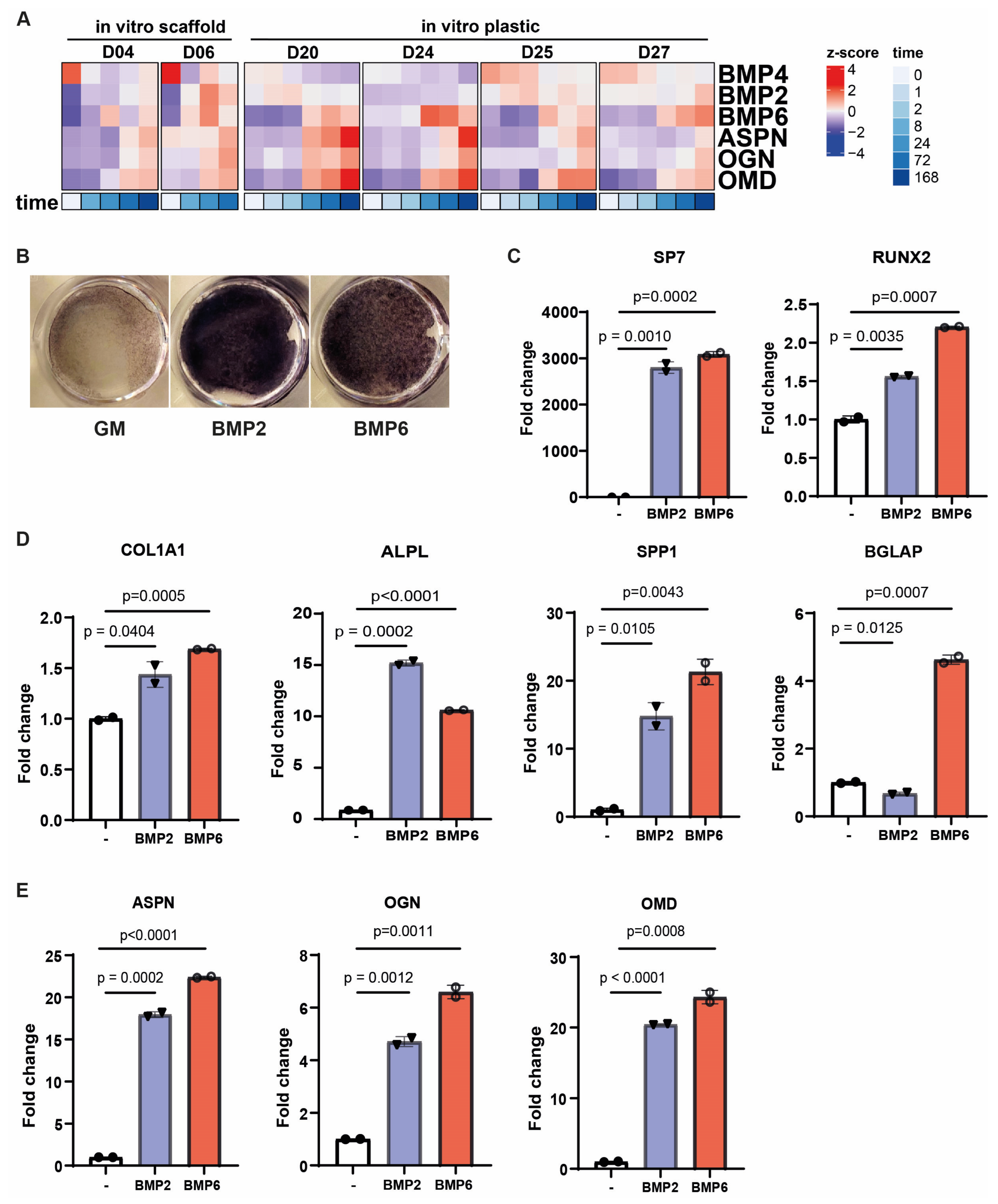 Biomolecules 15 01747 g003 Biomolecules 15 01747 g003