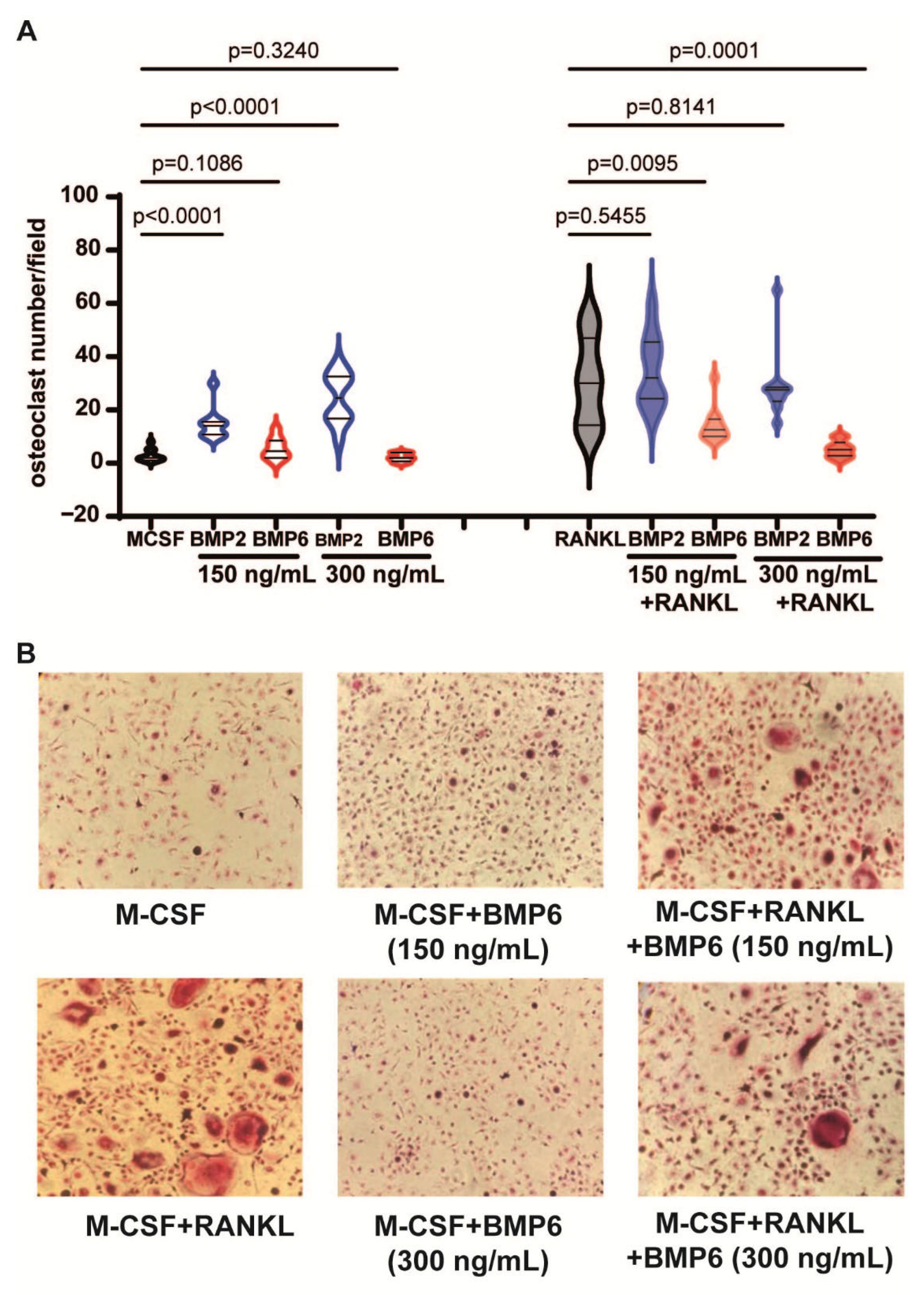Biomolecules 15 01747 g006 Biomolecules 15 01747 g006