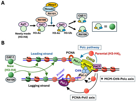 Parental Histone Recycling During Chromatin Replication