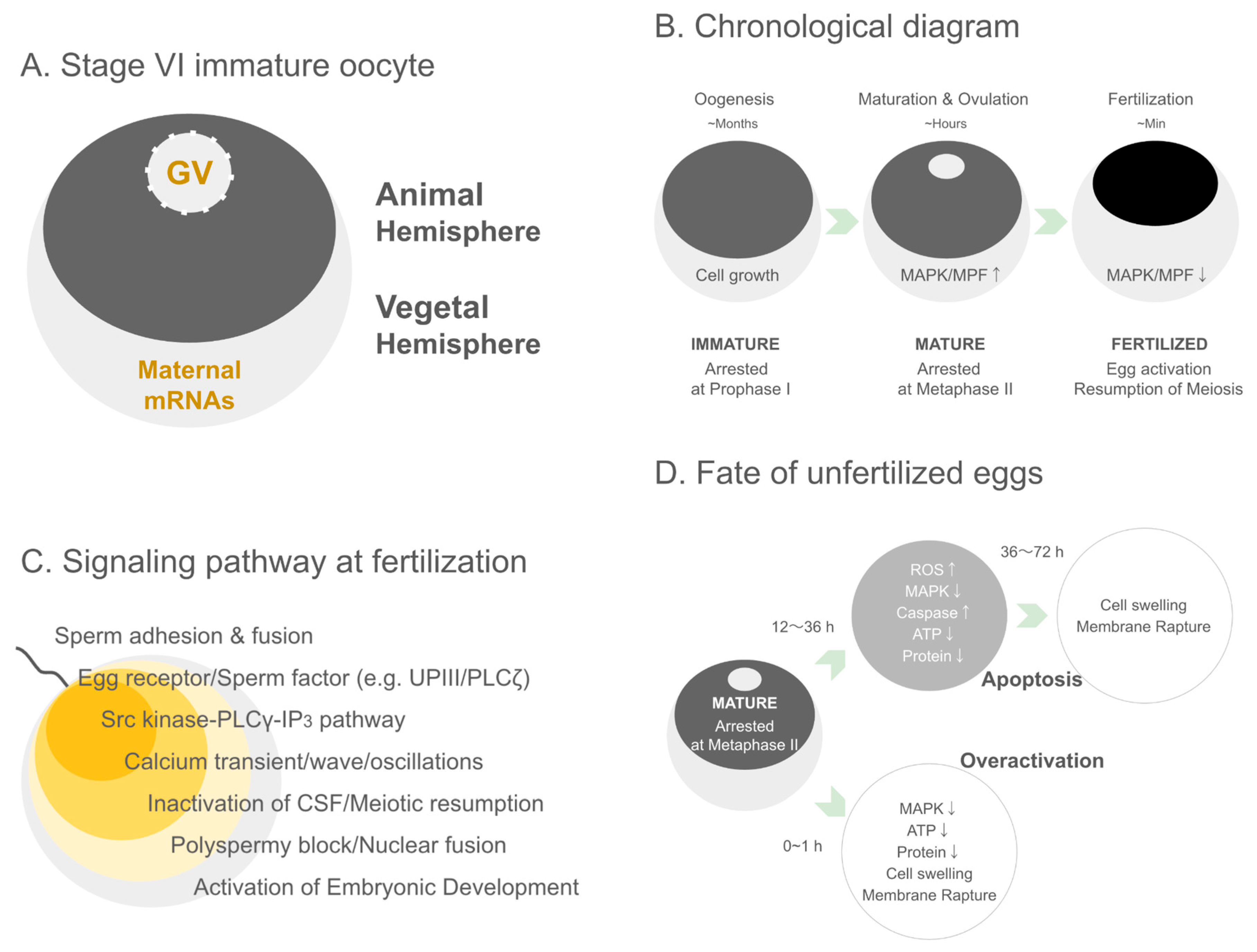 Biomolecules 16 00022 g001