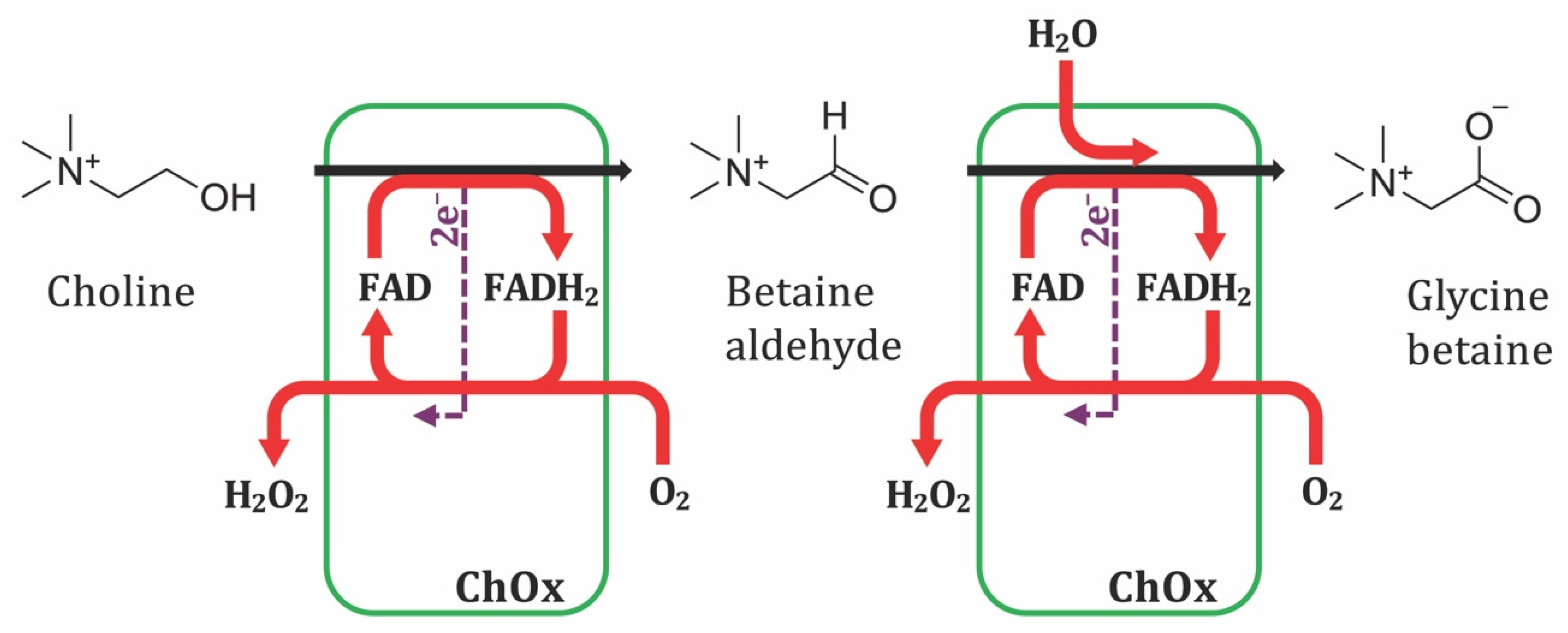 Biomolecules 16 00023 sch001