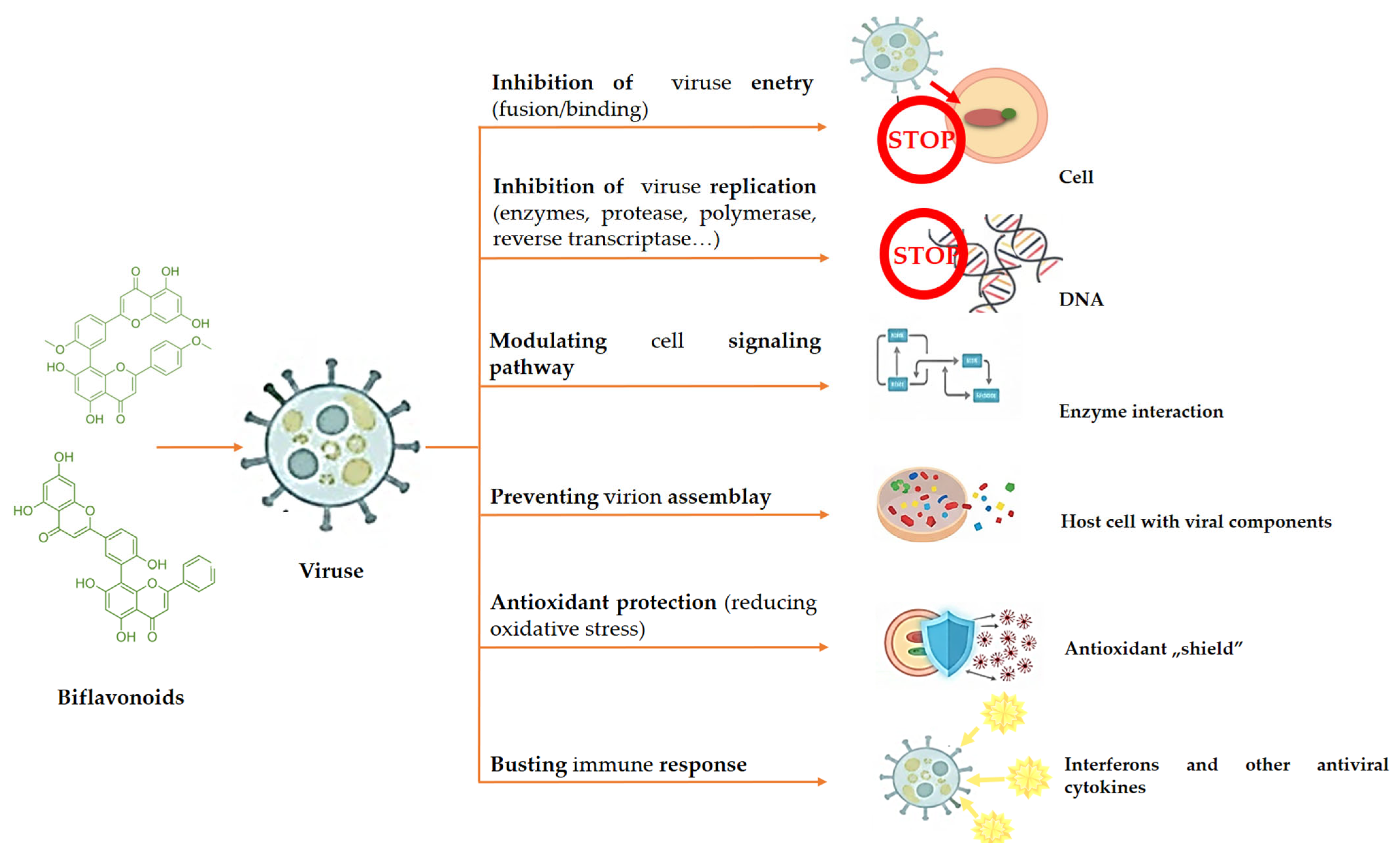 Biomolecules 16 00024 g003
