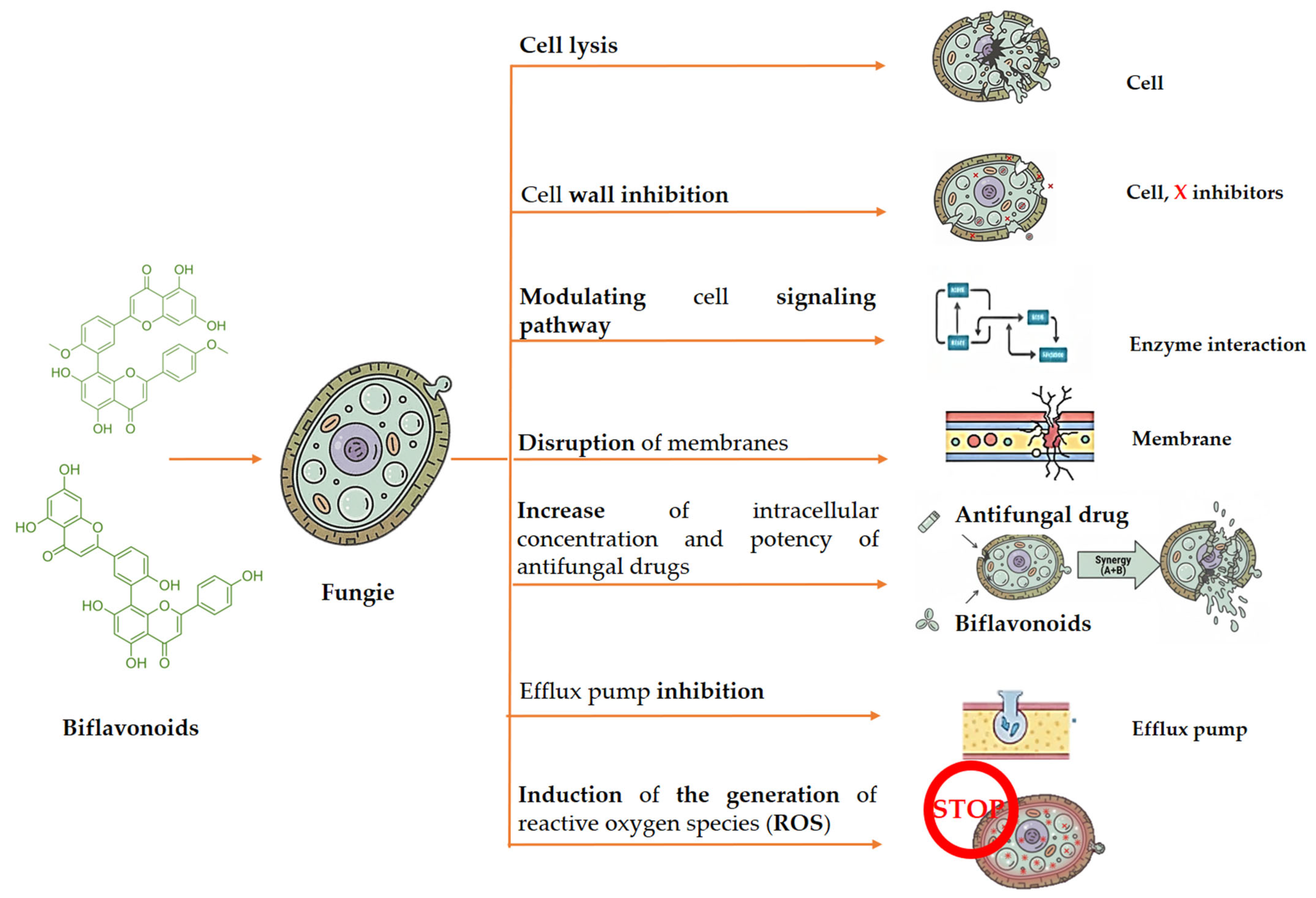 Biomolecules 16 00024 g005