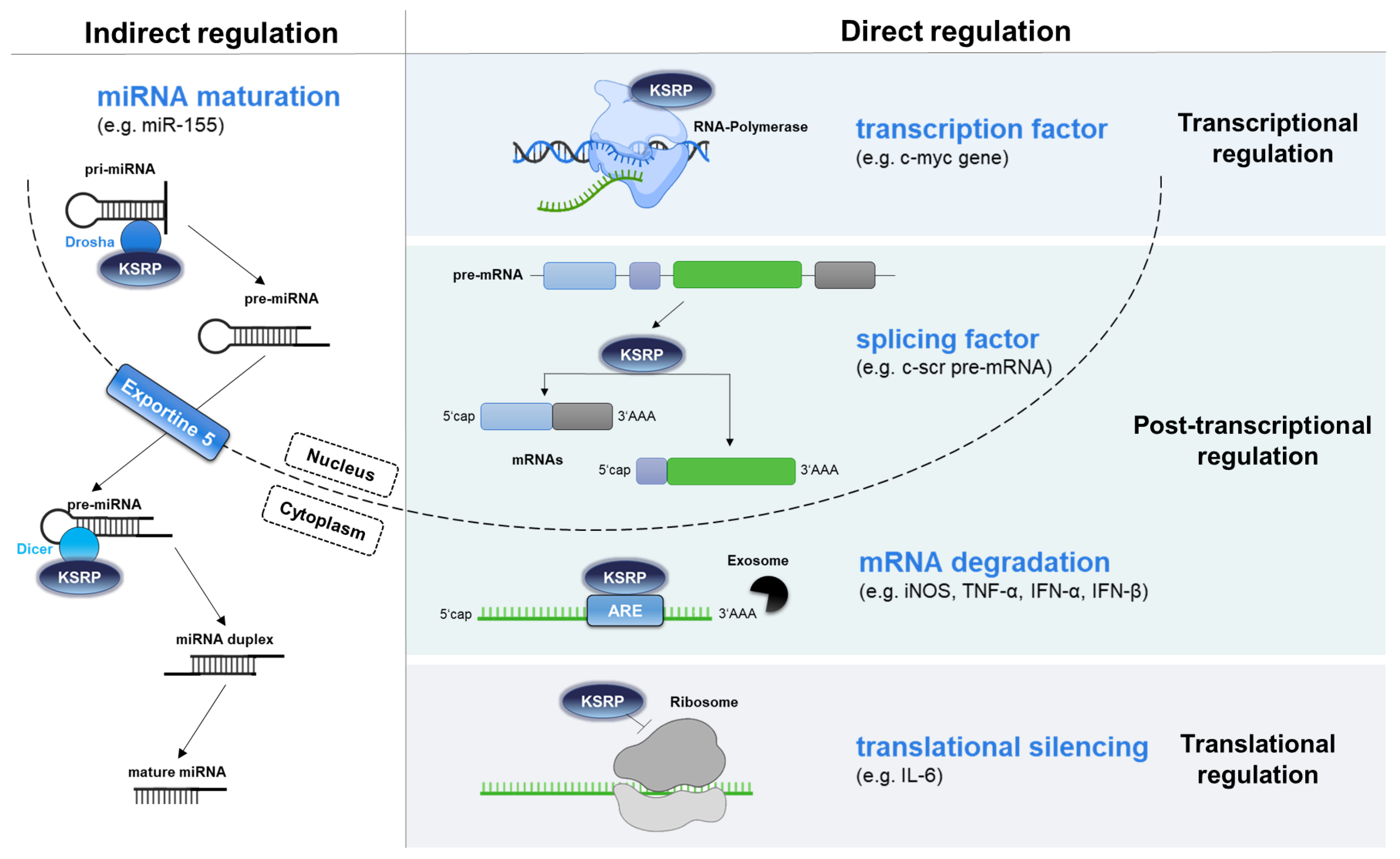 Biomolecules 16 00030 g001