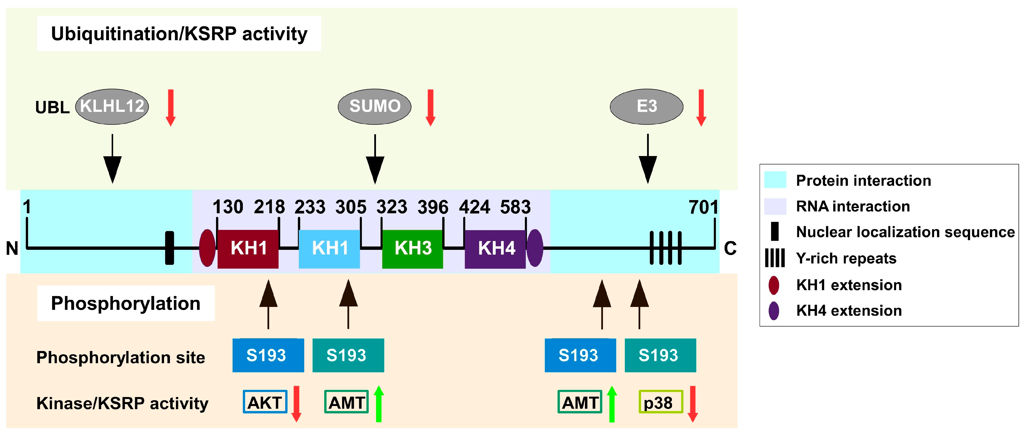 Biomolecules 16 00030 g002