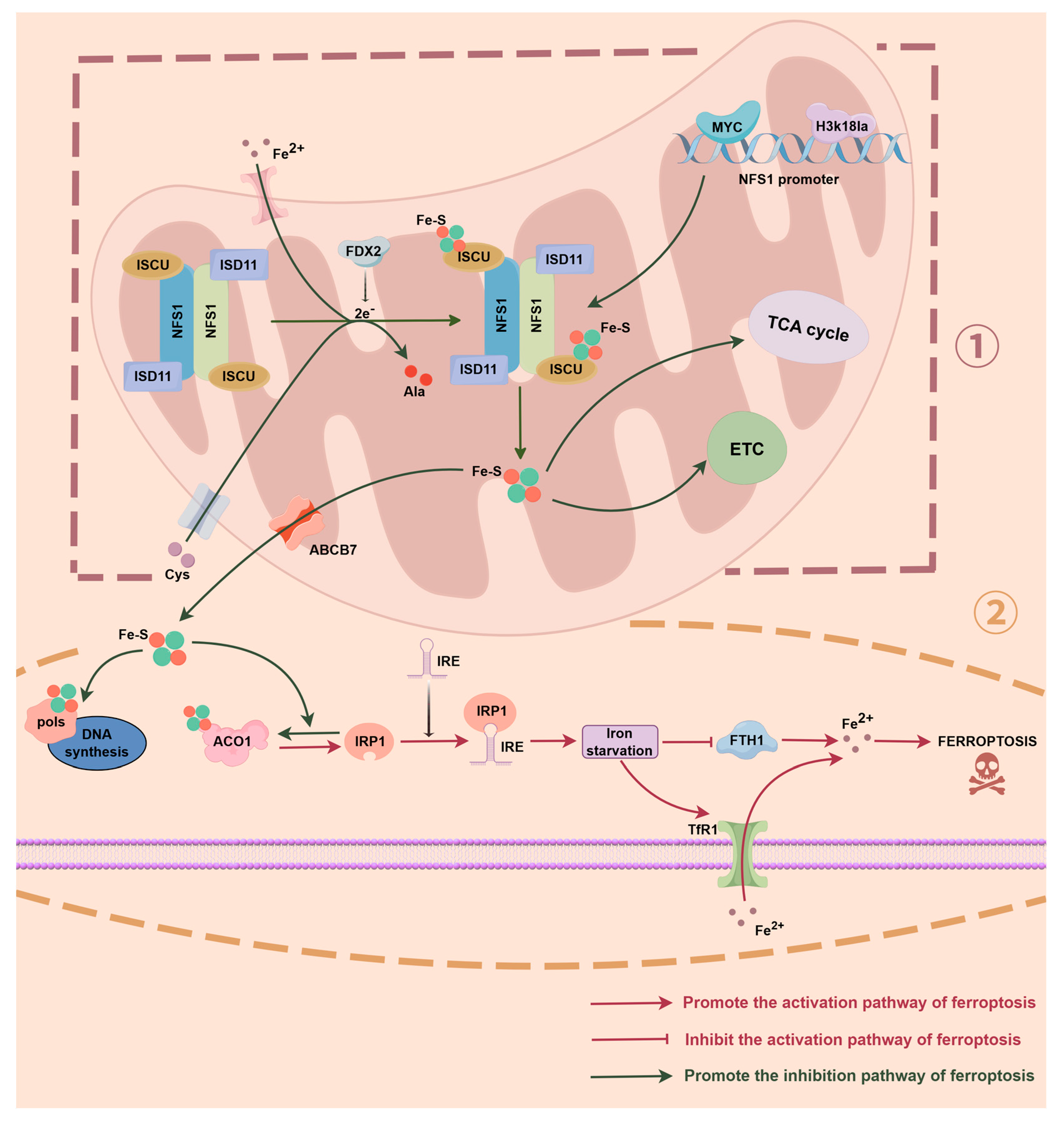 Biomolecules 16 00032 g001