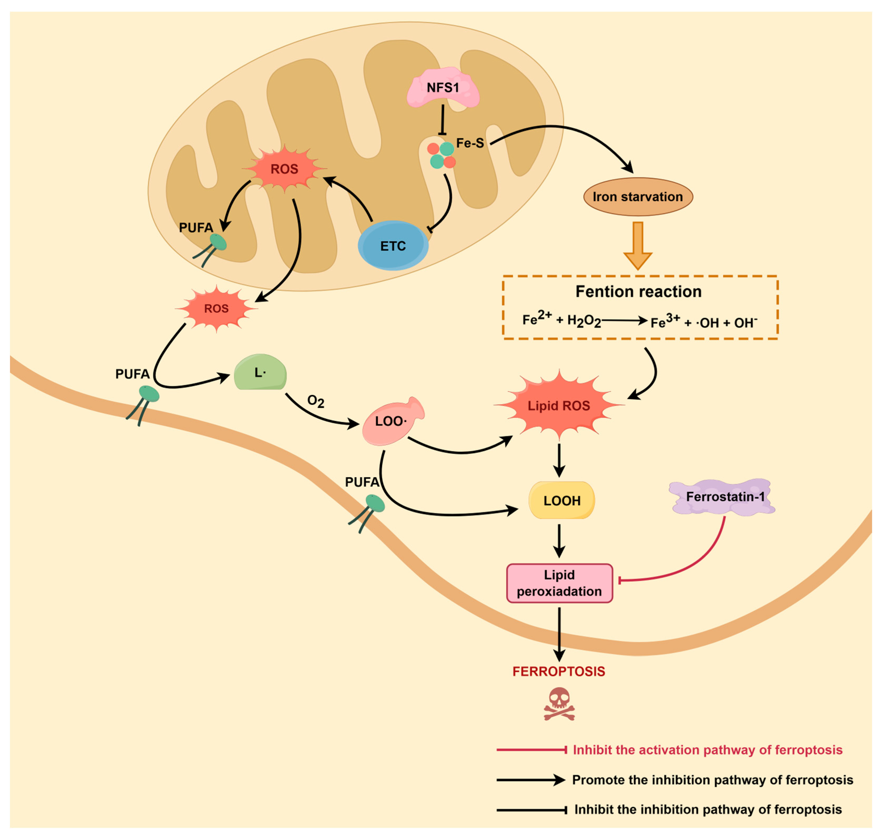 Biomolecules 16 00032 g002