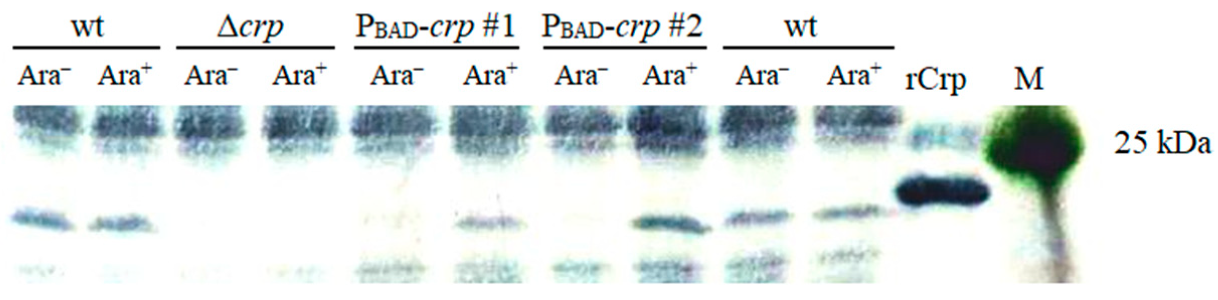 Biomolecules 16 00040 g002