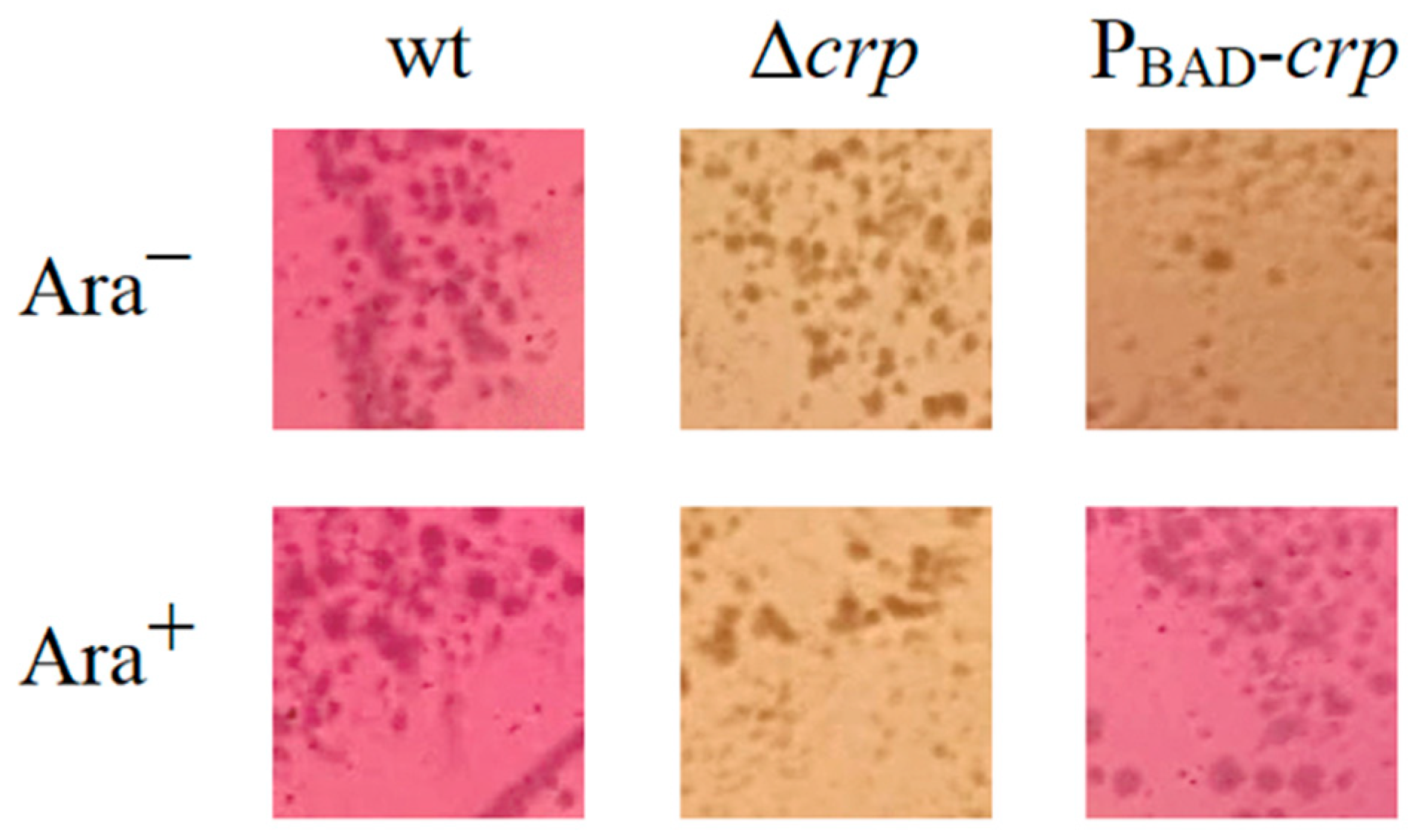 Biomolecules 16 00040 g003